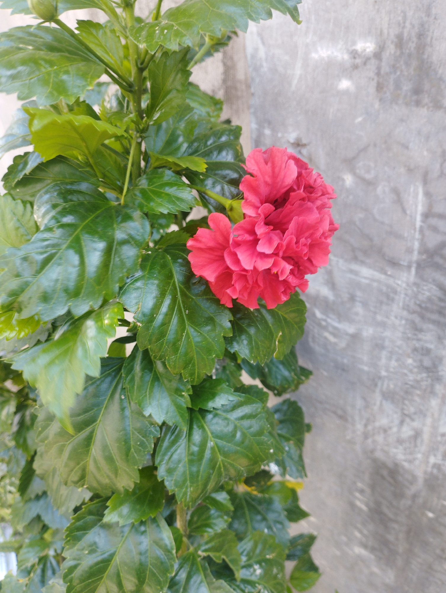A close-up photograph shows a hibiscus plant with dark green, glossy leaves and two vibrant red, multi-layered flowers in bloom. A bud is visible at the top of the plant. The plant is positioned against a textured, gray concrete wall. The setting is outdoors, likely in Lhokseumawe, Indonesia, but no identifying markers confirm the location. No people or animals are visible.