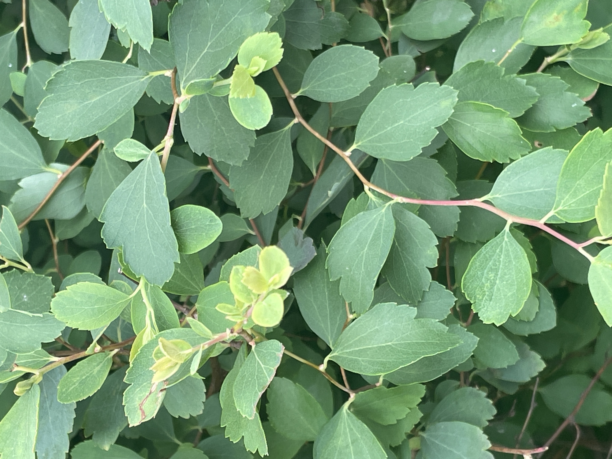 The image displays a close-up, eye-level view of a dense bush with numerous green leaves and thin, reddish-brown stems. The leaves are oval-shaped with serrated edges and prominent veins. Some leaves are lighter green, indicating new growth. The background is filled with more of the same foliage, creating a textured, natural scene. The image does not contain any people, objects, or actions that would place it within a specific location in Krasnogorsk, Russia, or any other city. The context provided about Krasnogorsk, Russia, is not visually supported by the image content.