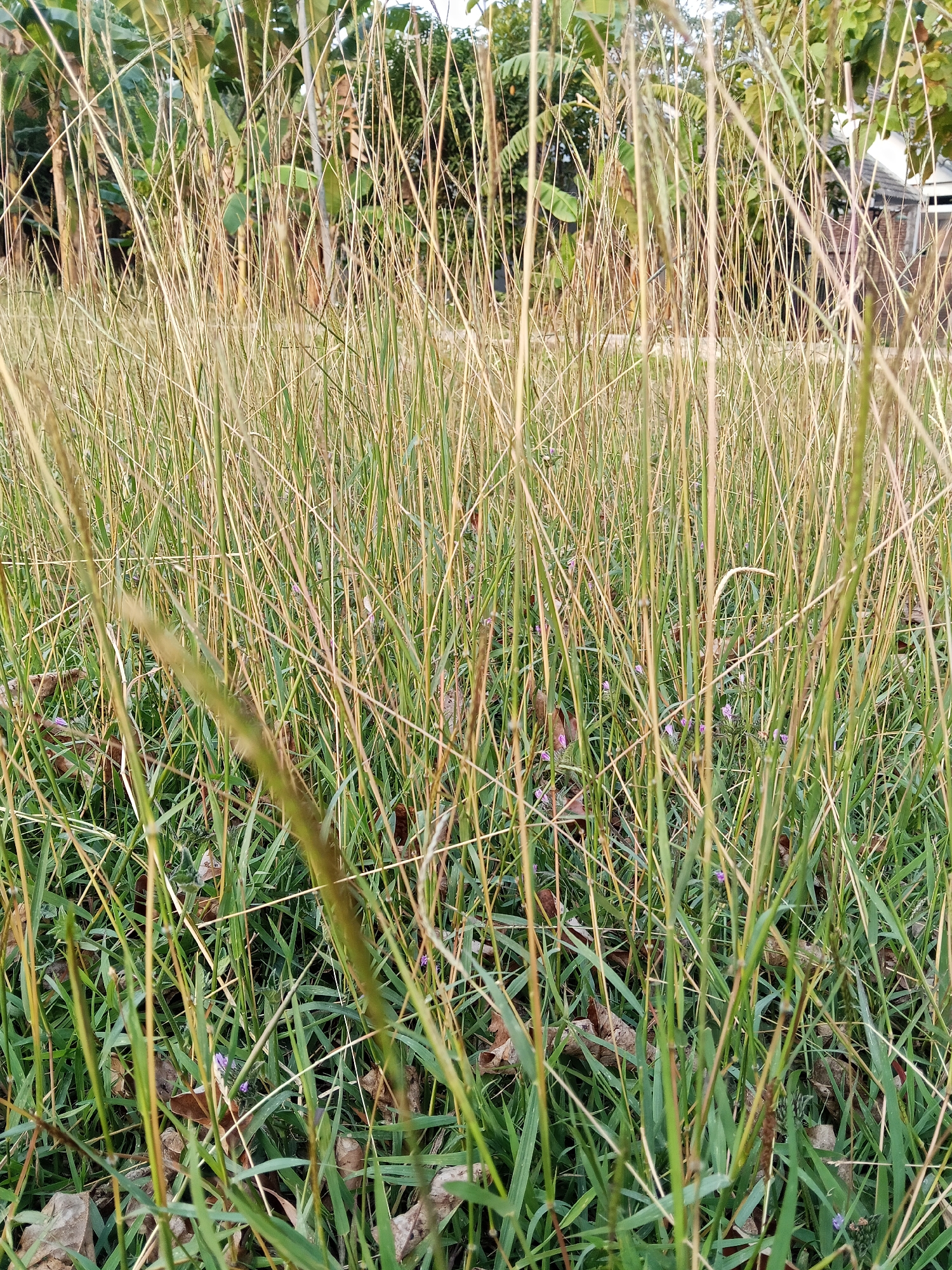 The image captures a close-up view of tall, dry grass with some green blades interspersed. In the background, out of focus, are glimpses of tropical foliage, including banana trees, and a hint of a building with a reddish-brown brick facade and a white roof. The scene appears to be an outdoor environment, possibly a field or the edge of a residential area in Semarang, Indonesia. There are no people or visible actions occurring in the image. The focus is entirely on the vegetation and the soft, natural light.