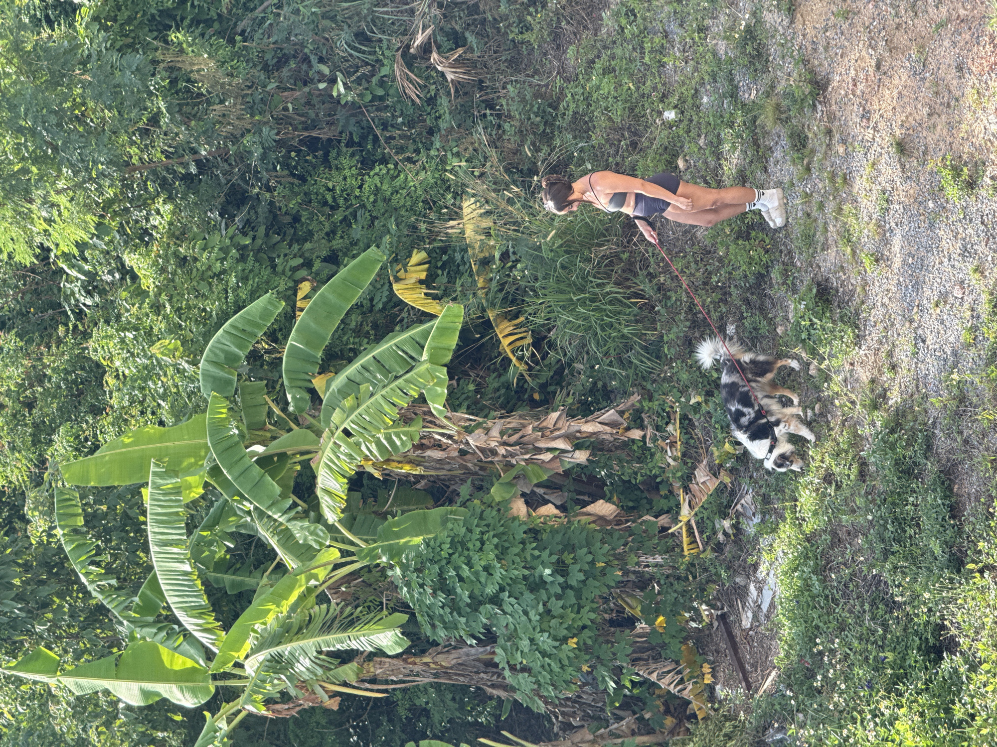 A person is walking a dog on a leash on a gravel path beside a dense green hillside covered in vegetation. The person, wearing a black sports bra and dark shorts, is facing right, looking down towards the dog. The dog, a medium-sized, tri-colored Australian Shepherd, is sniffing the ground, its tail held high. Banana trees with large green leaves are prominent on the left side of the frame, interspersed with other lush foliage and some dried brown leaves. The ground is a mixture of gravel, dirt, and small green plants with white flowers. The lighting suggests it is daytime, with shadows indicating the sun is to the left of the frame. The location is identified as Baan Chaweng, Thailand.