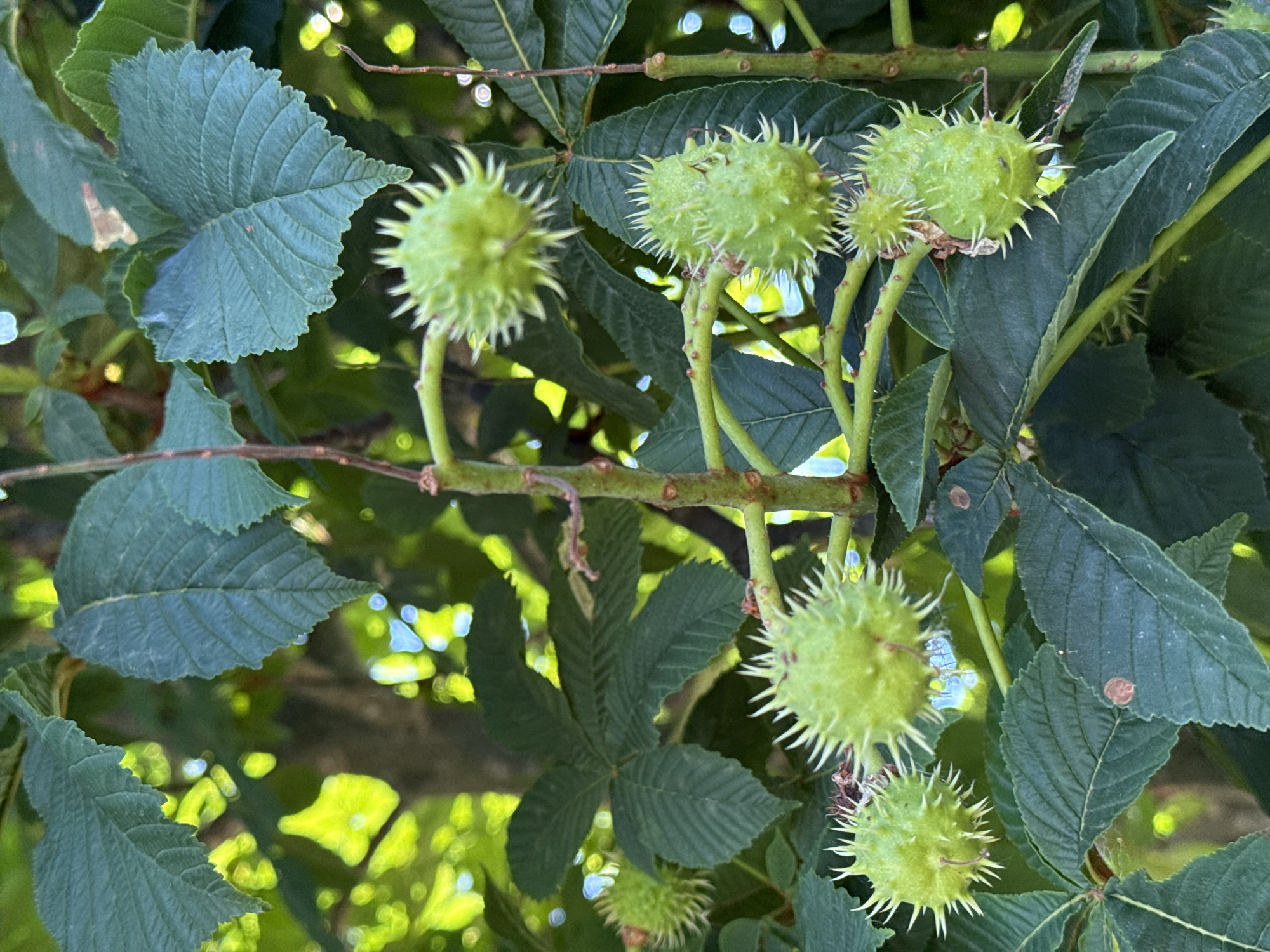 The image shows a close-up of horse chestnut conkers growing on a tree. The conkers are green and spiky, with some beginning to open. They are clustered on branches amidst dark green leaves. The background is out of focus, showing dappled sunlight filtering through the foliage, suggesting an outdoor environment. There are no people visible in the image. The scene appears to be in a natural setting, possibly a park or a garden, located in the village of Korobivka, Ukraine, given the context provided.
