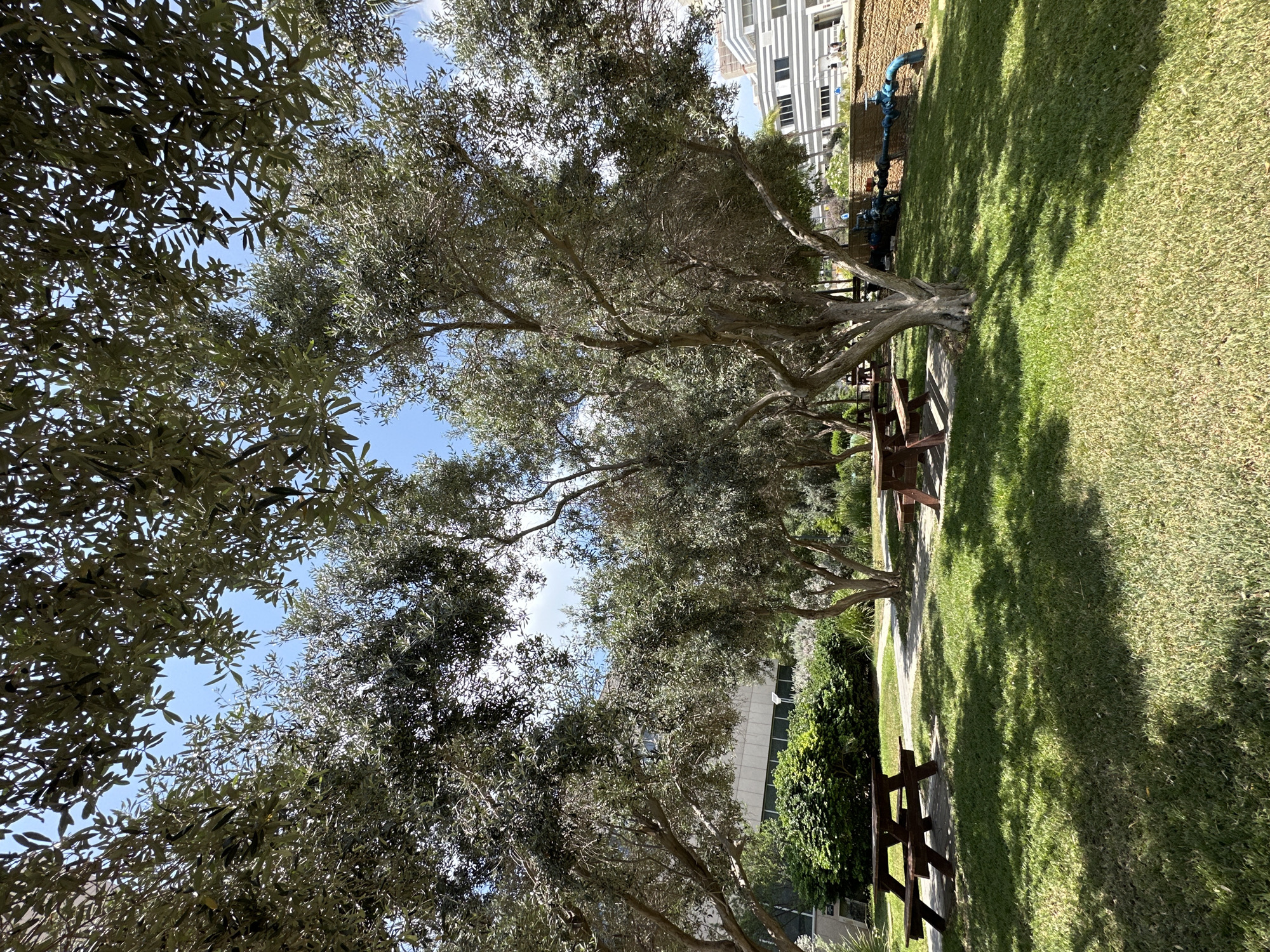 The image depicts an outdoor park area with several mature olive trees casting dappled shadows on a manicured green lawn. Two wooden picnic tables with attached benches are visible on the grass. In the background, a low, leafy green hedge separates the park from a modern building with a light-colored facade and horizontal stripes. Beyond the hedge and to the right, a section of another building with a similar striped design and windows is visible, along with a low, textured wall. A blue pipe is affixed to this wall, with a visible valve and some industrial-looking elements behind it. The sky above is clear and blue with a few wispy clouds. This scene is located in the Gan Ha'Em (Mother's Garden) park in Haifa, Israel. No people are present in the image.