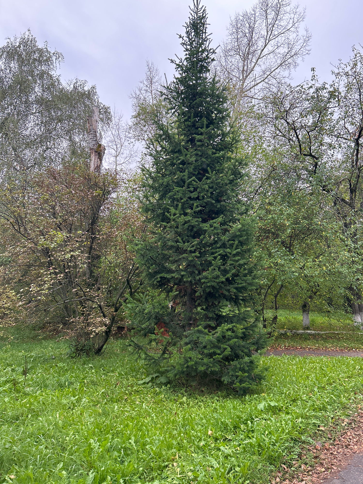 A tall, dark green spruce tree stands prominently in the center foreground of an overcast, outdoor scene. Lush green grass covers the ground in front of and around the tree. To the left of the spruce, a deciduous tree with thinning, reddish-brown foliage is visible, behind which a tall, weathered, dead tree trunk stands. Further left, a birch tree with grey bark and sparse leaves is present. To the right of the spruce, another deciduous tree with green leaves is seen. In the background, the scene appears to be a park or a public green space, possibly with a paved path visible further back. The environment suggests an autumn day in Tomsk, Russia, given the presence of both evergreen and deciduous trees exhibiting seasonal changes. No people or specific actions are depicted.