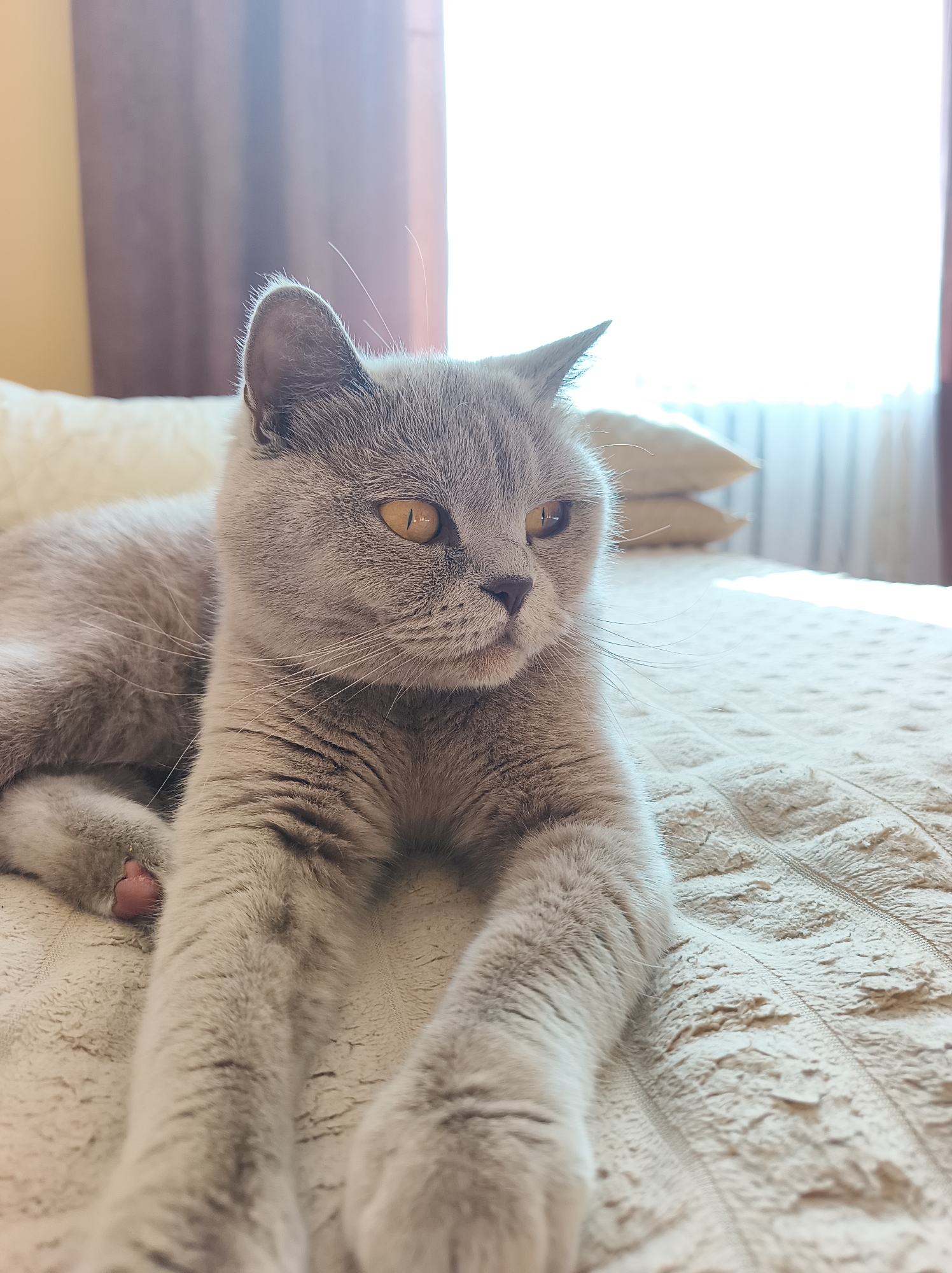 A grey cat is lying on a textured beige blanket on a bed, with sunlight streaming from a window on the right side of the frame. The cat is facing to the right and looking slightly away from the camera. Its paws are extended forward on the blanket. The background shows beige curtains and two pillows. The setting is indoors, possibly a bedroom. The image does not contain any information that would allow for localization to Ternopil, Ukraine.