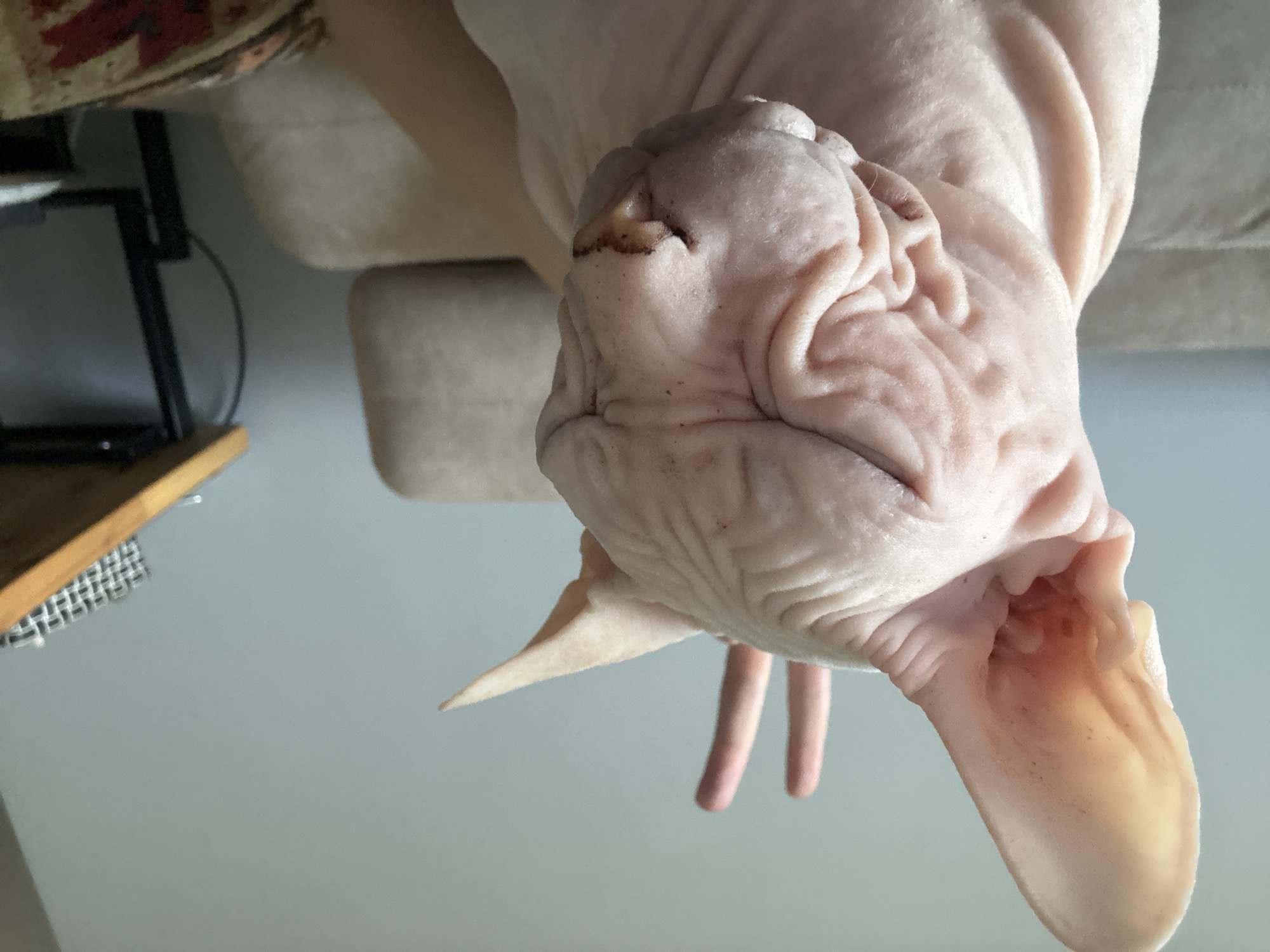 This media file features a close-up, upside-down shot of a Sphynx cat. The cat's skin is wrinkled and pinkish-tan, with some darker spots. Its large ears are prominent and delicate. The cat appears to be resting or sleeping, with its eyes closed and its head tilted back. Its paws are visible, with slender toes. The background is blurred, but suggests an indoor setting. To the left, a portion of a patterned fabric, possibly a blanket or upholstery, is visible. Below that, a dark metal structure with a wooden shelf is partially discernible. The overall lighting suggests it is daytime. The image lacks any visible text. The location context of Krasnoyarsk, Russia, does not provide any specific visual cues within the image itself.