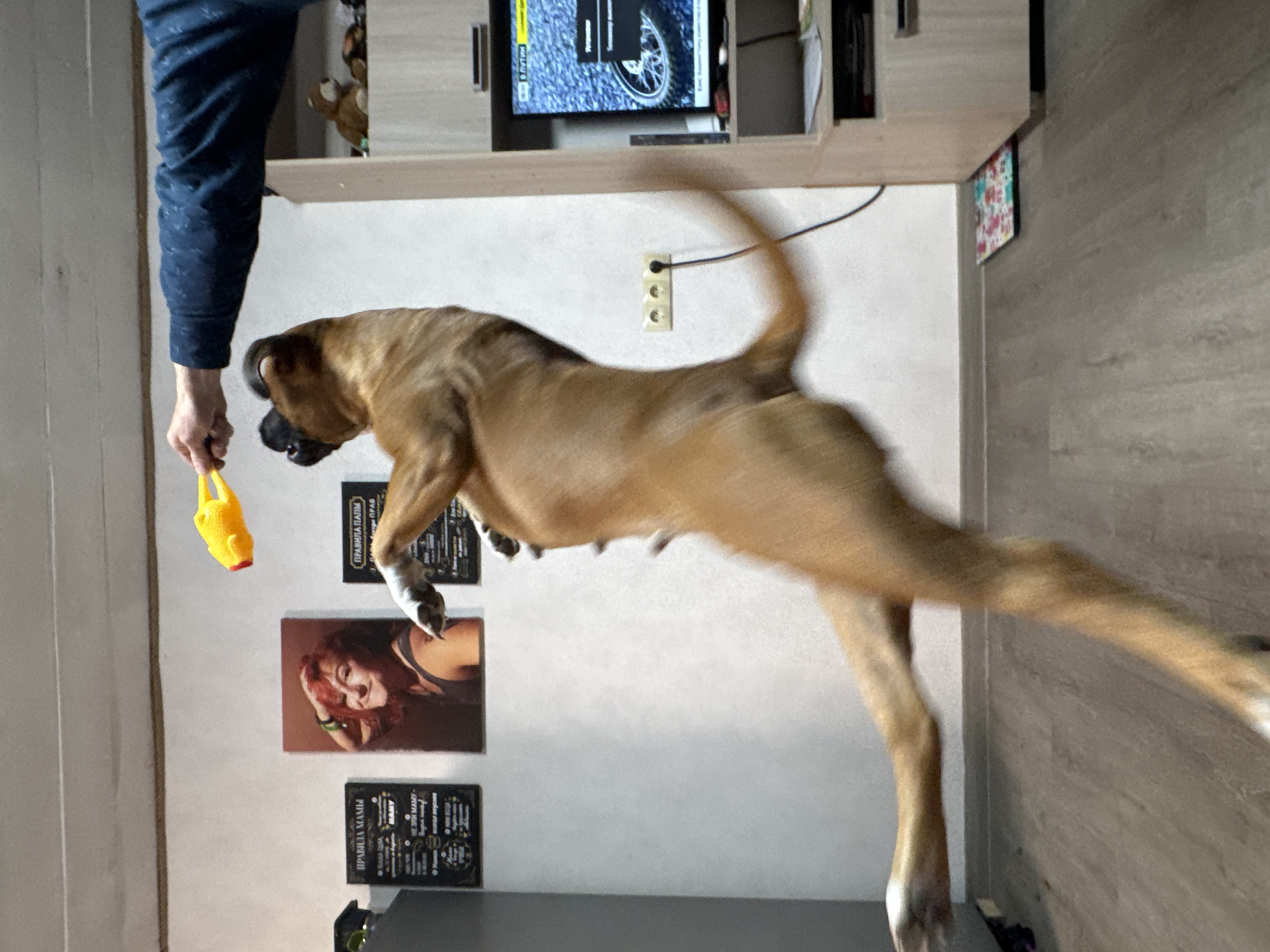 A tan Boxer dog is mid-air, seemingly leaping, in an indoor setting. A person's arm and hand are visible holding a yellow toy near the dog's head. The dog is positioned against a white wall adorned with pictures and decorative signs. A TV sits atop a light-colored shelving unit on the wall, with an electrical outlet nearby. The floor appears to be wood laminate. The image seems to have been taken from a slightly off-center angle and is rotated counter-clockwise. The location is likely in a residential setting within the city of Chaikovsky, Russia, based on the inscriptions on the wall decor.