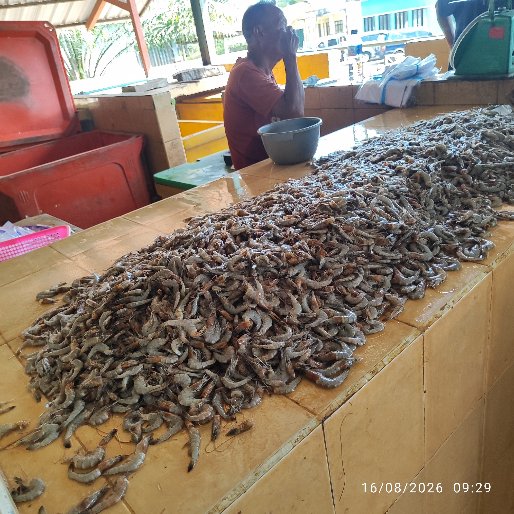 This image depicts an outdoor market scene, likely in Pembaharuan, Indonesia. The foreground is dominated by a large pile of freshly caught shrimp displayed on a tiled counter. The shrimp are greyish-pink and appear to be whole, with their heads and tails intact. To the left of the shrimp pile, a person is visible, seated and appearing to be taking a break. They are wearing a reddish-orange t-shirt and have their hand to their face. In front of the seated person is a grey bowl. Behind the counter, several large red plastic containers with lids are visible. Further in the background, a green mechanical scale is present, and some packages wrapped in white plastic with blue ties are on the counter. Beyond the market stall, there are glimpses of buildings and lush green vegetation, suggesting a tropical environment. The overall lighting indicates it is daytime. The timestamp in the lower right corner reads "16/08/2026 09:29".