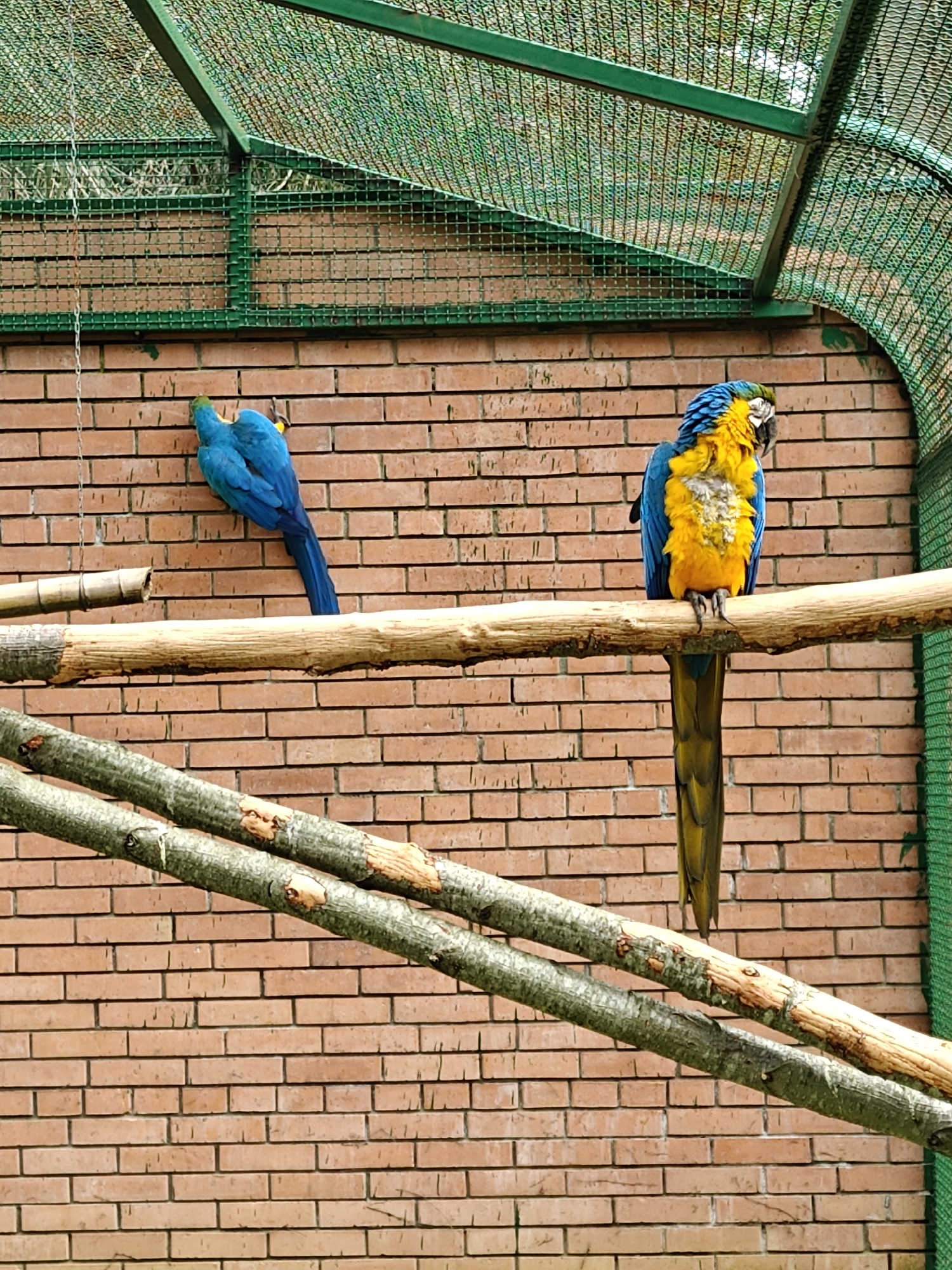 Two colorful macaws are the central subjects of this image, captured within an aviary or enclosure in Shekvetili, Georgia. The bird on the right is a vibrant blue-and-yellow macaw, perched on a thick, horizontal wooden branch. It faces slightly to the left, showing its prominent yellow chest and blue feathers. Its facial features, including its dark eye and beak, are visible. Notably, some of its yellow chest feathers appear slightly ruffled or possibly molting, showing lighter, perhaps bare, patches underneath.
To the left, a second macaw, primarily blue, is seen from behind, clinging to the brick wall of the enclosure. It is positioned slightly higher than the main perch, with its back to the viewer, showcasing its brilliant blue plumage and long tail feathers. A thin metal chain hangs vertically near this bird.
The background consists of a red-orange brick wall, providing a warm contrast to the birds' vivid colors. Above the birds, the enclosure's structure is visible, featuring green metal framing and green mesh netting, suggesting a secure environment. Below the main perch, another thick wooden branch runs diagonally, and further down, the brick wall continues. The lighting suggests it is daytime. There is no visible text in the image.
