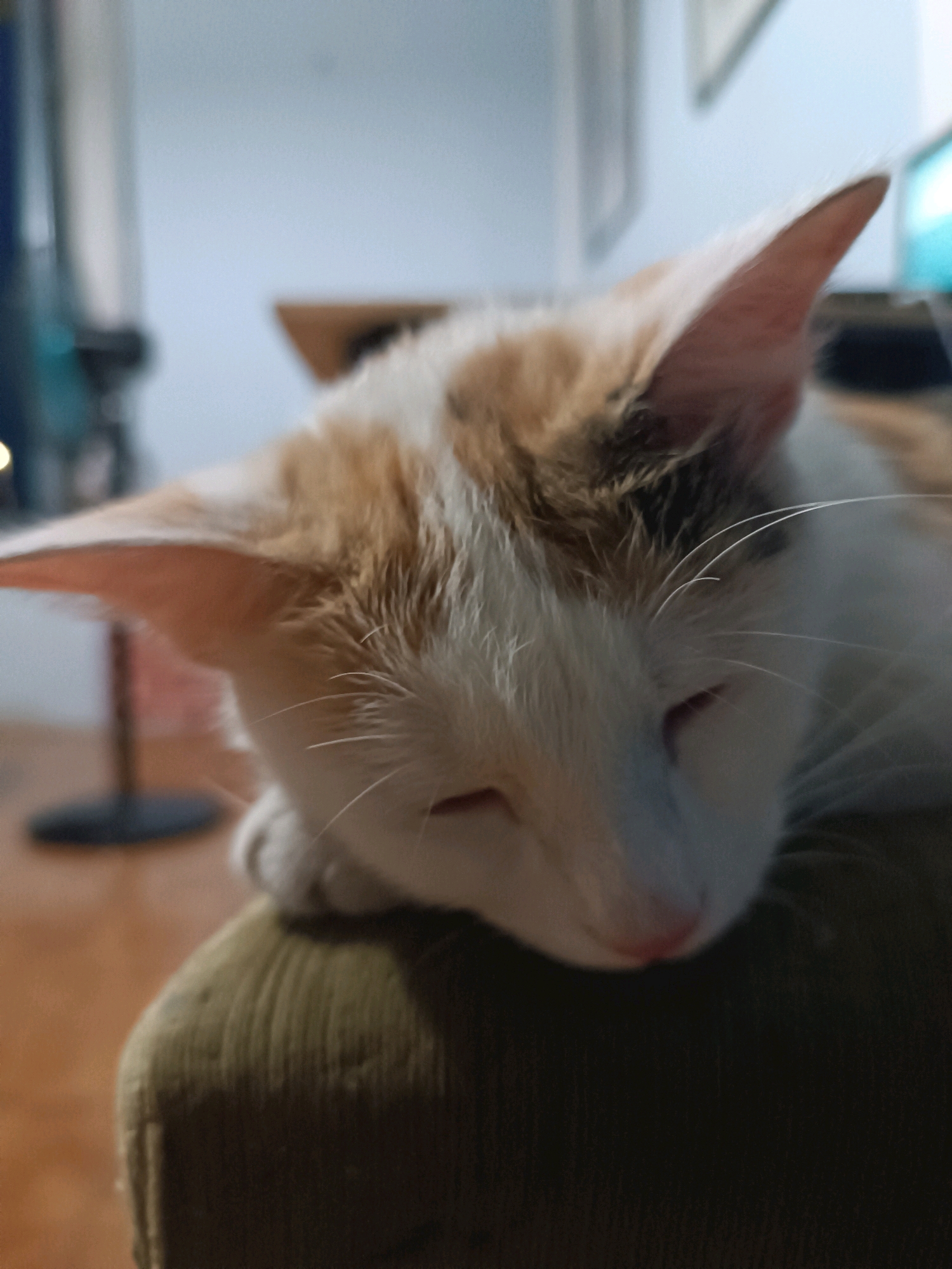 The image displays a close-up, eye-level, outdoor shot of a domestic cat. The cat is predominantly white with patches of orange and brown fur, particularly on its head and ears. Its eyes are closed, suggesting it is sleeping or resting. The cat is positioned on a textured, green surface, likely a piece of furniture. The background is softly blurred, with hints of indoor elements such as a wall, a stand, and possibly a light source. The overall lighting is dim, suggesting the photo was taken in low-light conditions. There are no people or other animals visible in the frame. The image does not provide any information that would indicate its location within the city of Viadana, Italy.