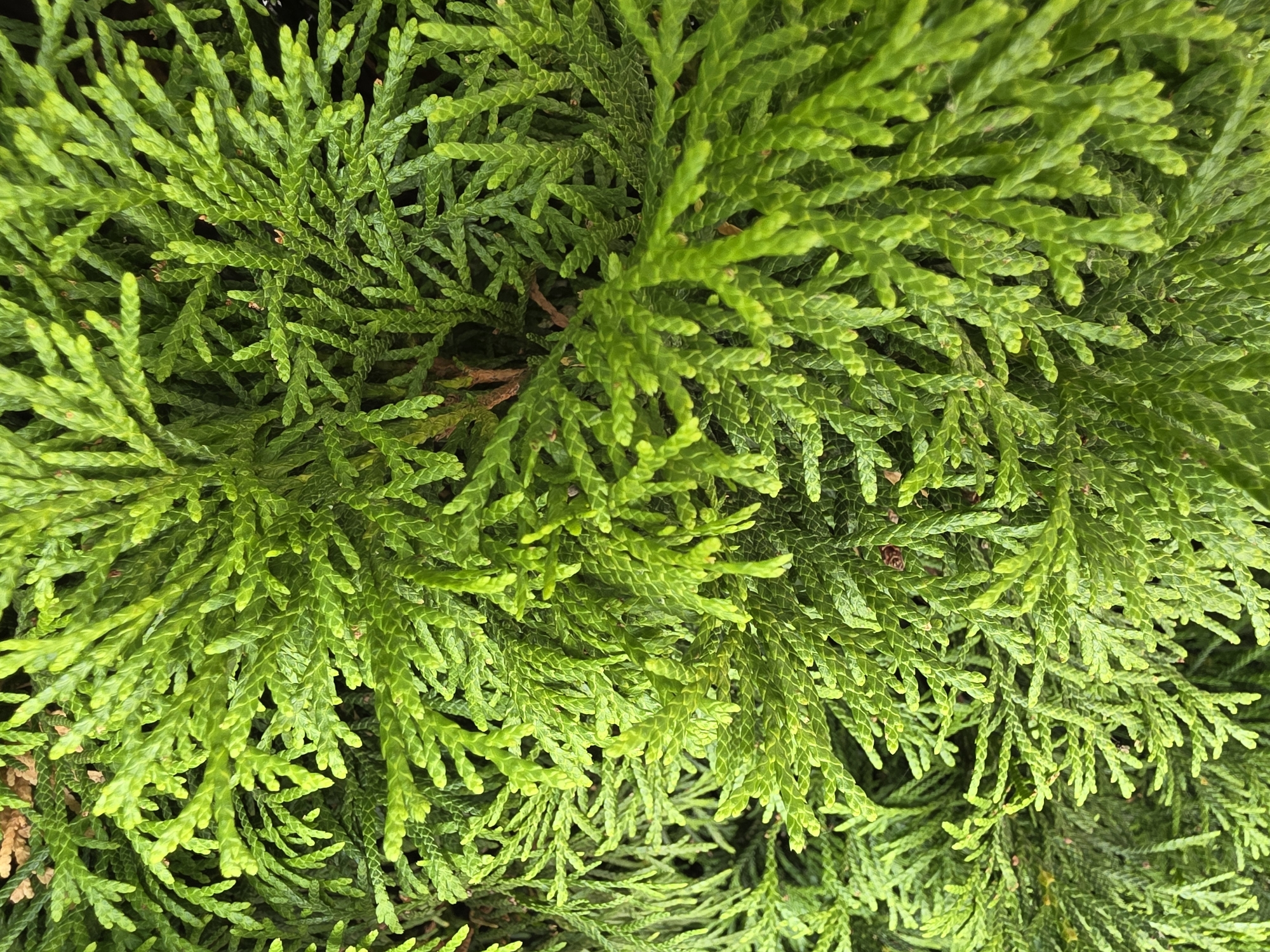 The image is a close-up, top-down view of dense, vibrant green foliage, likely from a conifer tree or shrub such as a cypress or cedar. The leaves are scale-like and tightly arranged, creating a textured, layered appearance. The lighting suggests an outdoor environment, and the focus is solely on the plant material, with no discernible background features or signs of human presence. The image does not contain any information that would allow for its specific location within the city of Dubno, Ukraine, or any other geographical area.