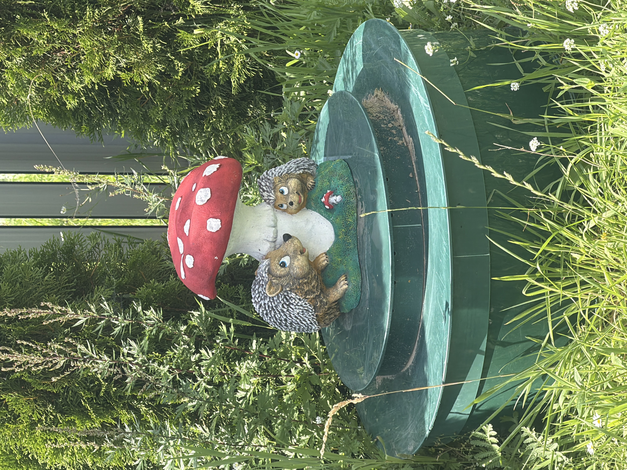 This is a medium-shot, eye-level, outdoor photograph taken on a sunny day in Golubevo, Russia. The foreground is dominated by tall, green grass with a few small white wildflowers scattered throughout. In the center of the frame, a large, dark green, circular structure with multiple tiered levels is partially visible. Perched on the top tier of this structure is a garden ornament featuring a red and white mushroom with two hedgehog figurines. The mushroom has a white stem and a red cap with white spots. The two hedgehogs, one larger than the other, are positioned around the base of the mushroom. The larger hedgehog is facing left, with its body turned towards the viewer, and its mouth slightly open. The smaller hedgehog is facing right, looking towards the larger one. Both hedgehogs have grey and brown spines. Behind the garden ornament, a lush green hedge or shrubbery provides a dense backdrop. To the right and slightly behind the hedge, a light-colored vertical fence is visible. The lighting suggests it is midday, with harsh shadows cast by the objects and foliage. The overall scene depicts a garden or yard area.