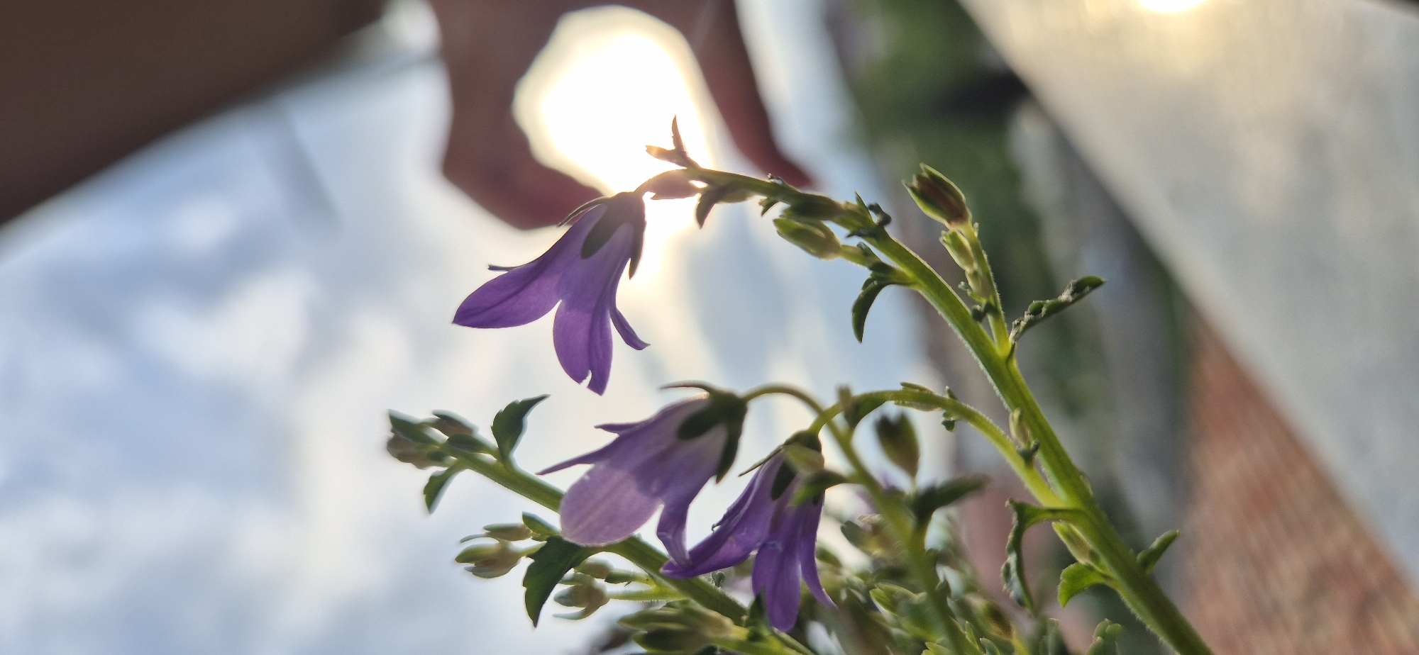 A close-up photograph captures several delicate purple bell-shaped flowers against a bright, hazy sky. The flowers, in varying stages of bloom and bud, are arranged on thin green stems that extend diagonally across the frame from bottom right to top left. Two fully opened purple flowers are prominent in the midground and foreground, showcasing their distinctive bell-like shape and delicate petals.
The scene is heavily backlit by a radiant light source, likely the sun, positioned towards the top center. This strong backlight creates a luminous halo effect around the upper flower and illuminates the edges of the petals, giving them a translucent quality. A human hand, with fingers slightly curled, is visible in the top left quadrant, partially silhouetted against the bright light, suggesting it might be holding or positioning the flowers.
The background consists of a soft, diffused light blue and white sky, indicative of either sunrise or sunset. To the right, blurred architectural elements, possibly a wall or railing, are visible in warm tones, suggesting an outdoor setting like a balcony or garden. The overall focus is sharp on the flowers and stems, with the background intentionally blurred to emphasize the botanical subjects. No visible text is present in the image.