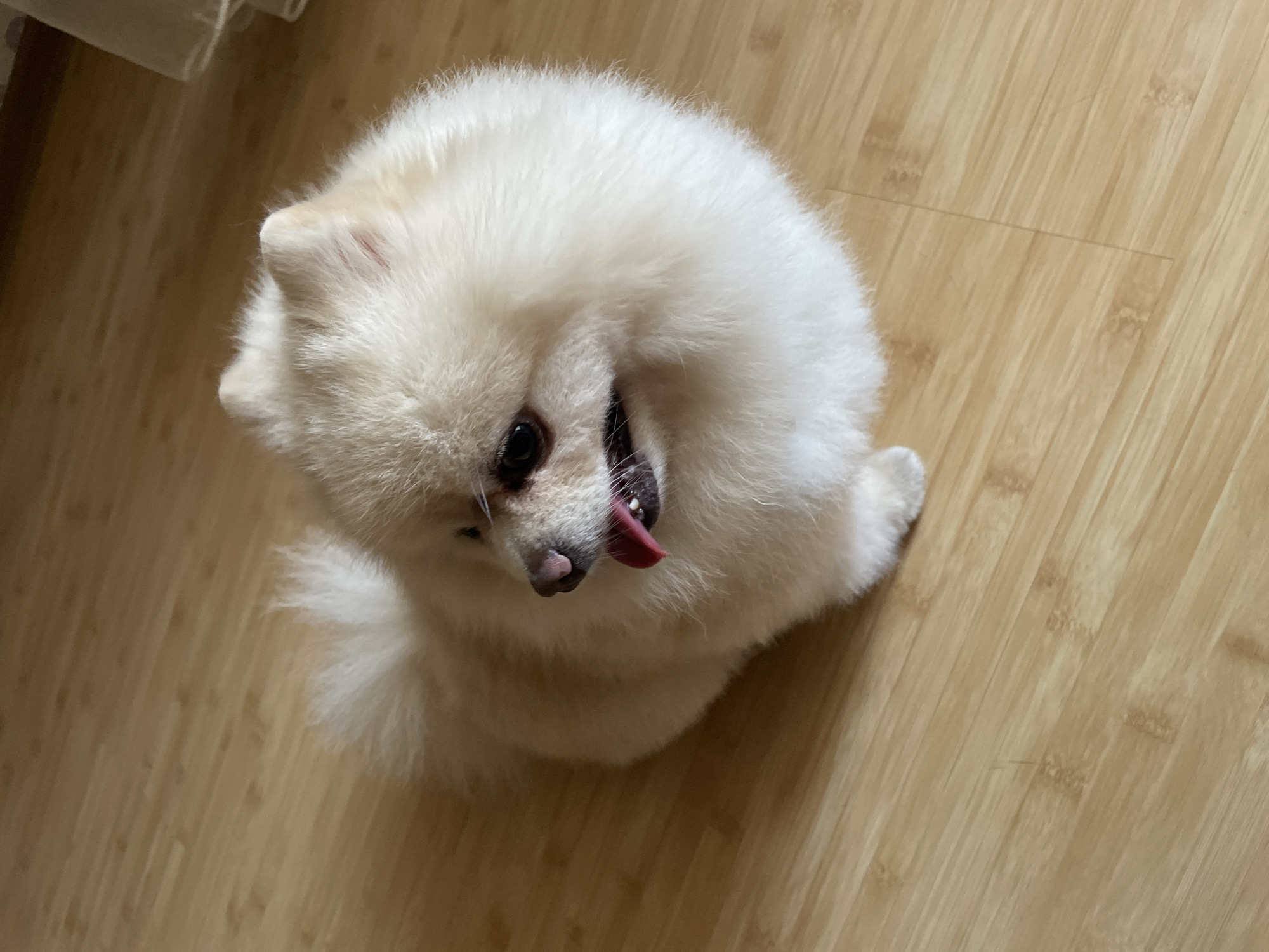 This media file is a high-angle, full-shot video of a white Pomeranian dog sitting on a light brown wooden floor. The dog is fluffy and appears to be panting with its tongue sticking out. Its eyes are dark and alert, and its ears are small and pointed. The dog's tail is curled up over its back. The lighting is bright, suggesting it is daytime. There is no visible text in the video. The scene appears to be indoors, likely in a home environment, given the wooden flooring. The dog's posture and expression suggest it might be warm or has just finished playing. The overall mood is casual and domestic.