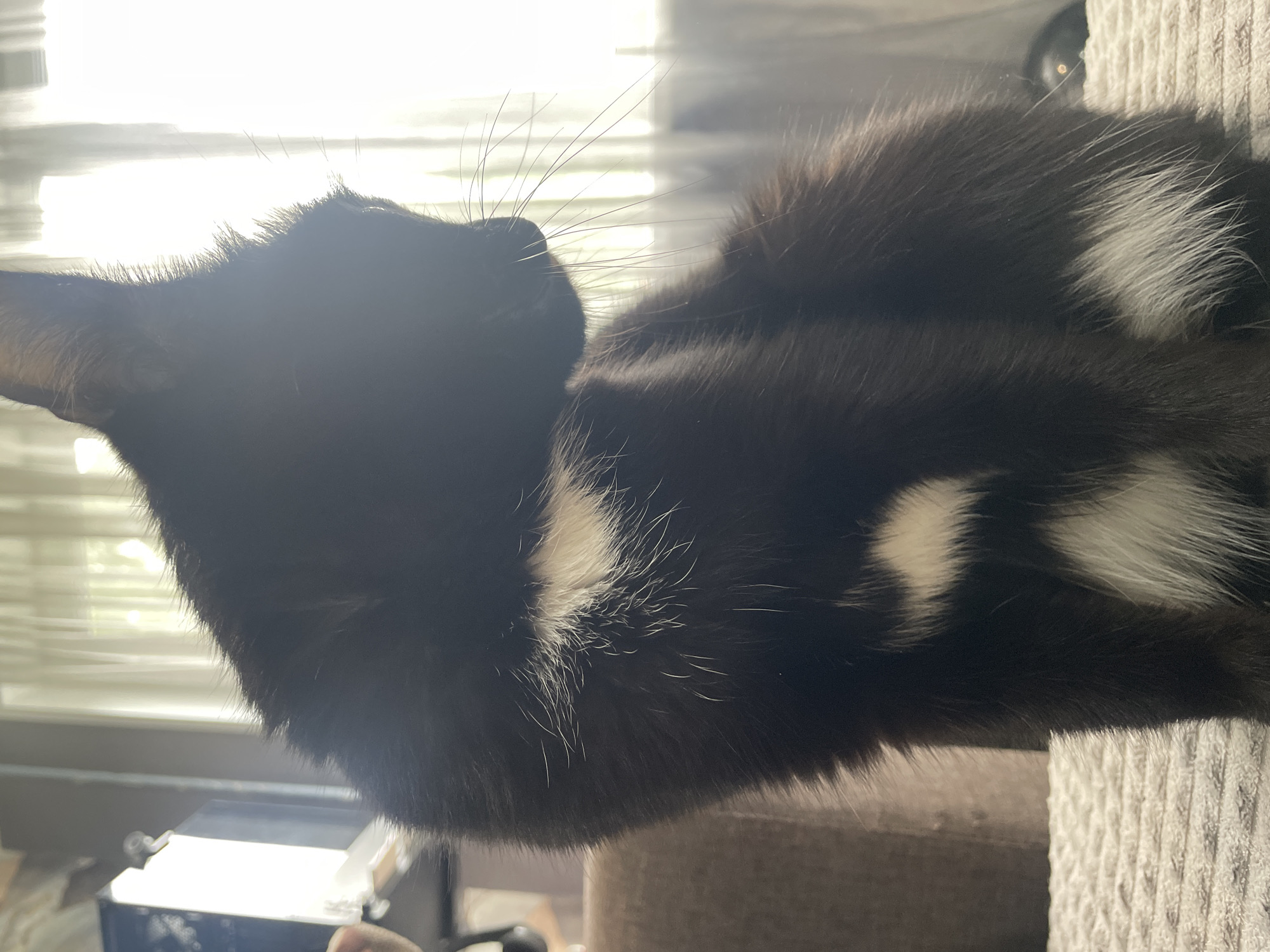 A black and white cat is sitting on a textured surface in front of a window with sheer curtains. The cat is looking to the right, with its head slightly bowed. The sunlight is coming in through the window and is creating a bright glare on the cat's fur, obscuring some of its features. The cat has a white patch of fur on its chest and another on its hind leg. The background is out of focus, but it appears to be an indoor setting with furniture. There is no indication of the city of Chaikovsky, Russia, in the image.