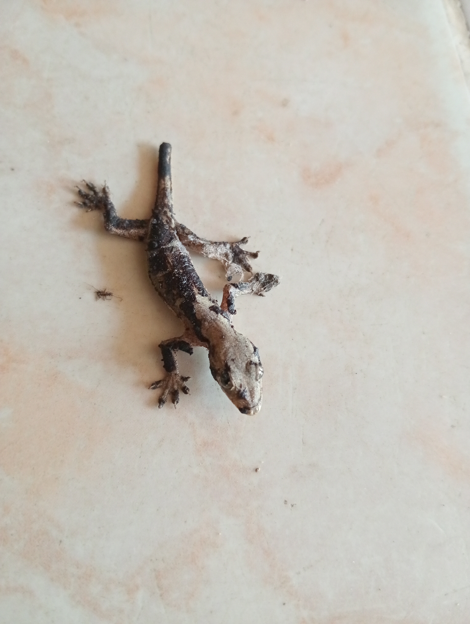 A deceased gecko lies on a pale, mottled tiled floor, its body desiccated and its skin a mottled gray and brown. Its limbs are splayed outwards, some appearing brittle. A small ant is visible to the left of the gecko, near its front legs. The background is a smooth, light-colored tile with subtle pinkish-orange marbling. The scene appears to be indoors, possibly in a residential area of Taman Sari, Indonesia, given the typical floor tiling found in such locations.