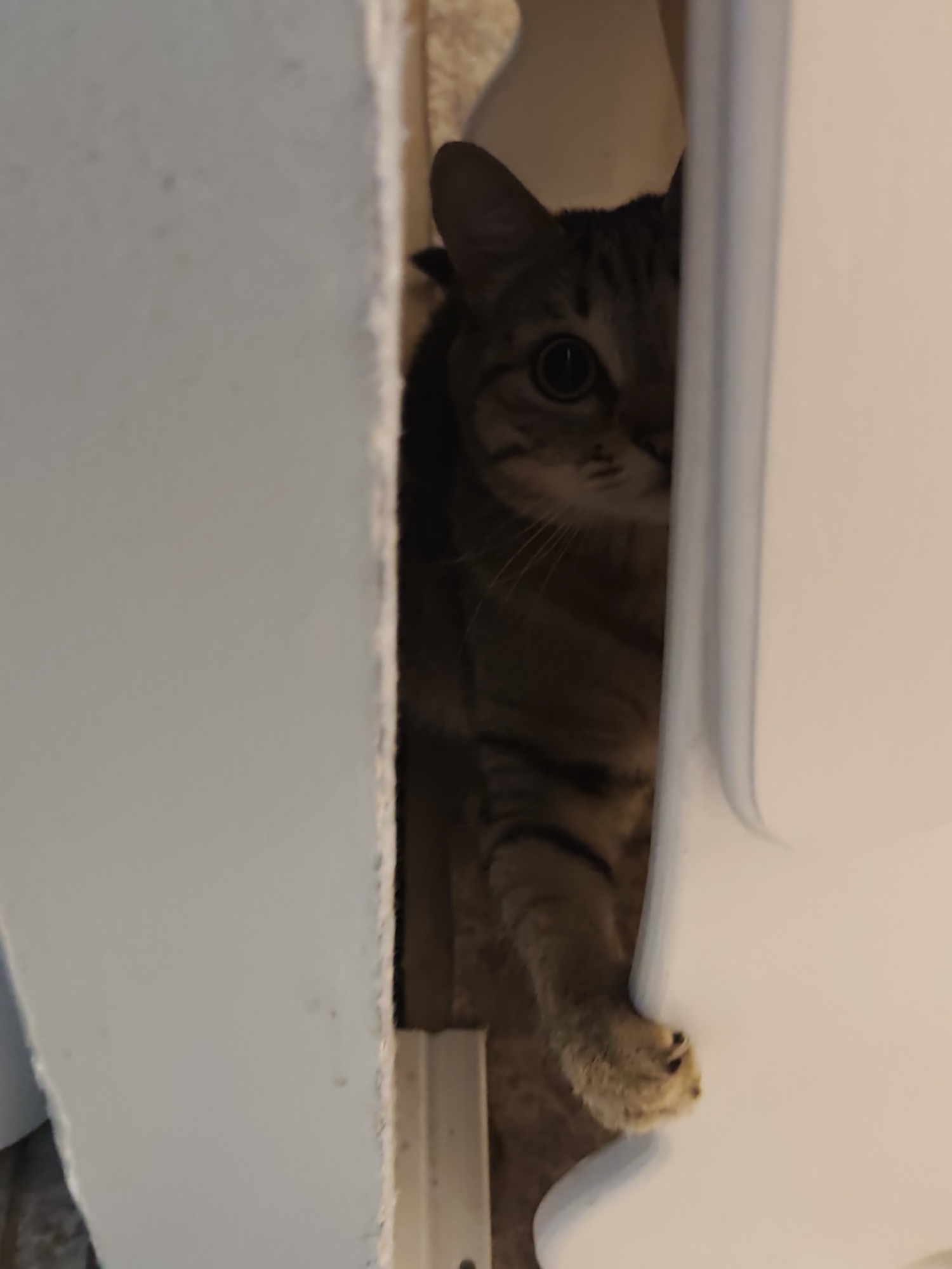 A domestic tabby cat is depicted peering from behind a light-colored vertical partition, consistent with an interior wall or door frame. Its right eye, which is fully visible and features a dilated pupil, dominates the visible portion of its face, while the rest is largely obscured. The cat's right front paw is extended forward, making contact with a distinct white, slightly curved vertical surface positioned to the right of the frame, with visible dark-tipped claws partially extended. The background immediately behind the cat consists of a muted brown, textured surface, possibly a floor or another wall. To the far left, a plain, light-toned wall segment is visible. The scene is located indoors, in the city of Chaikovsky, Russia.
