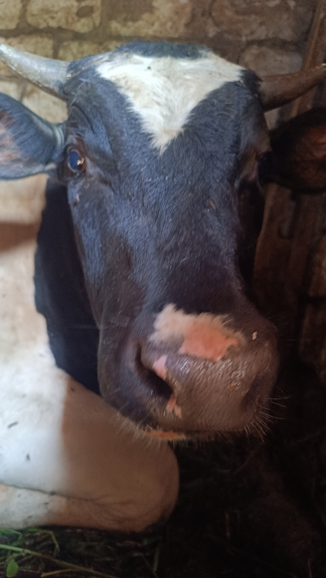 A close-up shot focuses on the head of a black and white cow. The cow has a white V-shaped marking on its forehead, two horns, and a dark eye. Its muzzle is dark pink with some lighter patches. The cow is lying down in a dimly lit environment, possibly a stable, with brick walls visible in the background. The lower portion of the image shows the cow's white body and dark fur, resting on what appears to be straw or hay. The overall lighting is dim, creating a slightly shadowed atmosphere.