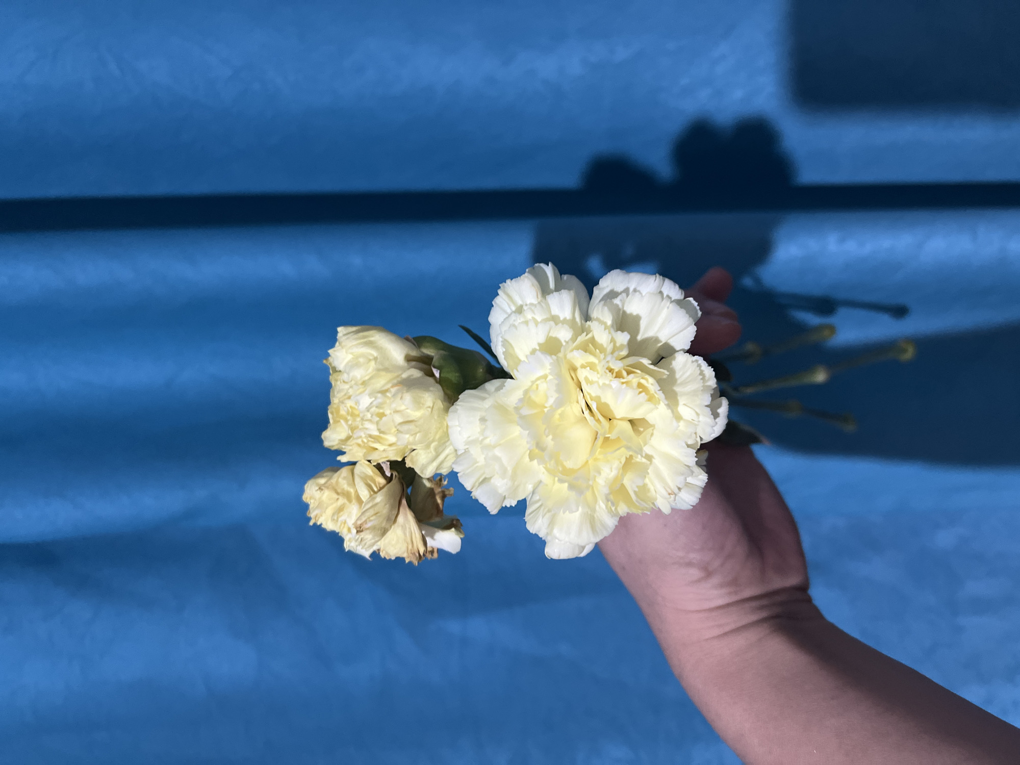A human hand holds a small bouquet of three yellow carnations against a blue, wrinkled fabric background. One carnation is fully bloomed and white, while the other two are partially wilted and yellow. A shadow of the flowers and the hand is cast on the background. The image appears to be taken indoors with artificial lighting. The location is not specified within the city of Bishkek City, Kyrgyzstan.