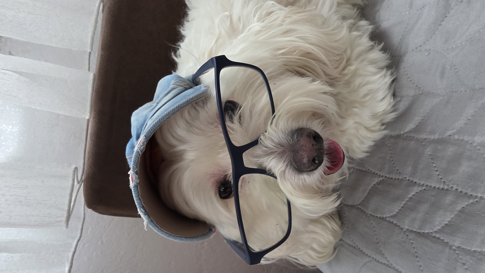 A close-up, portrait-oriented photograph captures a fluffy white dog lying on its back, with its head slightly tilted and looking up towards the viewer. The dog is adorned with dark-framed eyeglasses resting on its snout and eyes, and a light blue, possibly denim, cap or headwear on the top of its head, partially covering one ear. Its pink tongue is slightly extended from its mouth, suggesting a relaxed or playful demeanor.
The dog is resting on a grey, quilted surface, which appears to be a bed, blanket, or cushion. In the background, to the left of the dog's head, a section of brown furniture, likely a chair or sofa, is visible. Further to the left, white horizontal window blinds or curtains are present, indicating a source of natural light and an indoor setting. The lighting is soft and even, suggesting daytime. The overall mood of the image is humorous and endearing. There is no visible text in the media file. The context provided indicates the location is Blagoevgrad, Bulgaria.