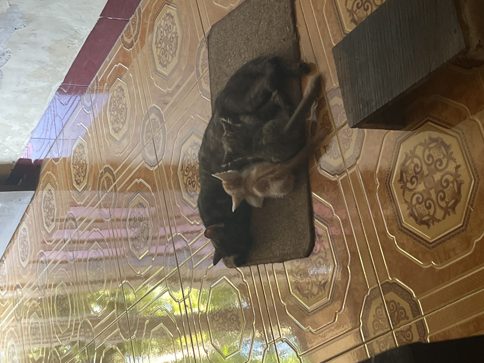 In Bumi Mulyo, Indonesia, three cats are napping on a brown rug placed on a tiled floor. The floor is adorned with octagonal tiles featuring intricate brown and tan patterns, reflecting light from an unseen source. One cat, black in color, is curled up on the rug, while a smaller ginger kitten sleeps nestled against its side. A third, grey kitten is also present, partially obscured by the black cat. A dark, rectangular wooden object sits to the right of the cats. The environment appears to be an indoor or semi-outdoor space with tiled flooring.
