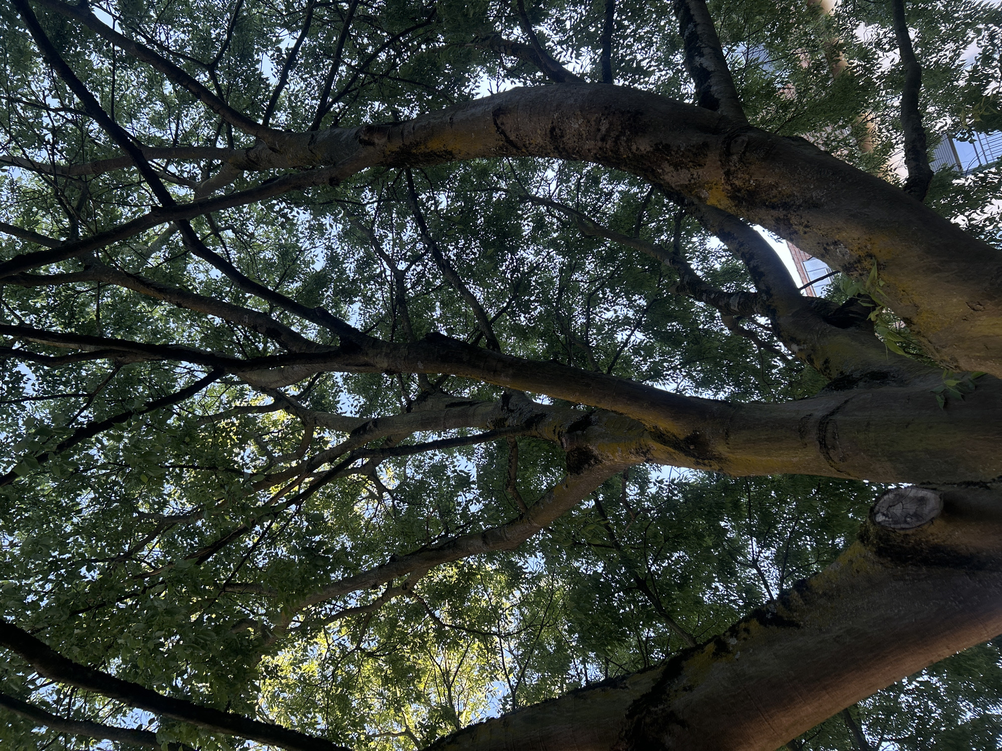 This media file captures an upward-looking perspective into the dense canopy of a large, mature tree, likely situated in an urban or suburban environment. The primary subjects are the tree's thick, gnarled branches and a multitude of green leaves.
The branches, varying in thickness, crisscross the frame, creating a natural lattice. Many of the larger branches exhibit rough bark, stained with patches of light green or yellowish lichen, suggesting age and exposure to the elements. Sunlight filters through the leaves and gaps in the canopy, illuminating parts of the foliage with a bright, dappled light and revealing glimpses of a clear, pale blue sky beyond. In some areas, the leaves are backlit, showcasing their delicate structure.
Through the gaps in the foliage and branches, faint outlines of architectural structures, possibly parts of buildings with windows or balconies, are discernible in the upper right quadrant of the main image and more clearly in some of the hint crops. This detail, combined with the tree's size, suggests a setting within a city or town, consistent with the provided location context of Strasbourg, France.
There is no specific activity or event taking place; the image presents a static, natural scene. The time of day appears to be daytime, with ample sunlight suggesting morning or early afternoon on a clear day. No visible text is present in the image. The overall impression is one of tranquility and natural beauty, offering a momentary escape into nature within a potentially bustling urban setting.