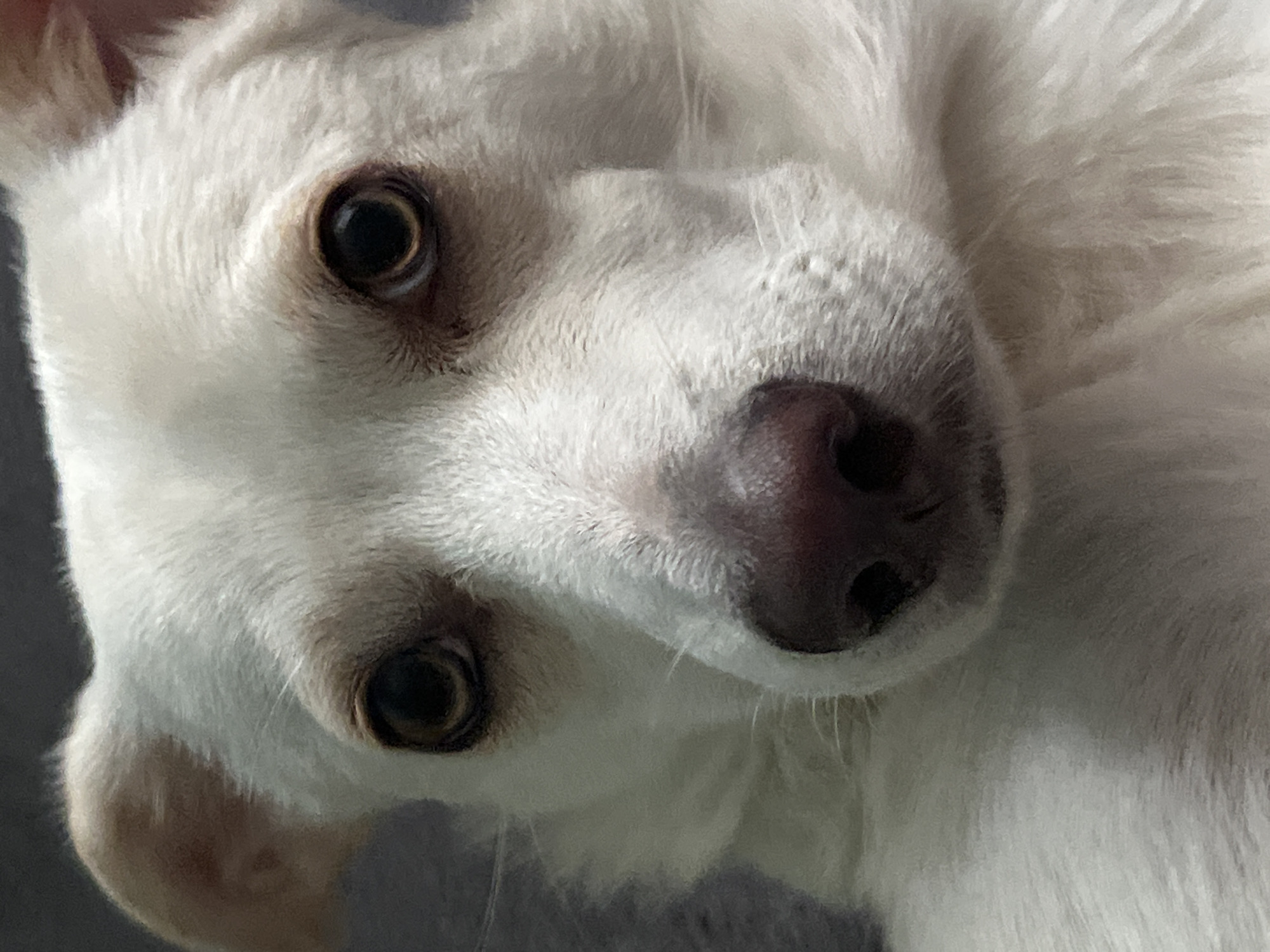 A close-up, head-on portrait of a white dog with brown eyes and a pink nose is captured. The dog's ears are perked, and its fur appears soft and slightly fluffy. The background is a muted, dark gray, suggesting an indoor setting. The image's lighting highlights the dog's facial features, particularly its eyes and the texture of its fur. There are no discernible elements within the image that would indicate a specific location in Lviv, Ukraine, or any urban environment.