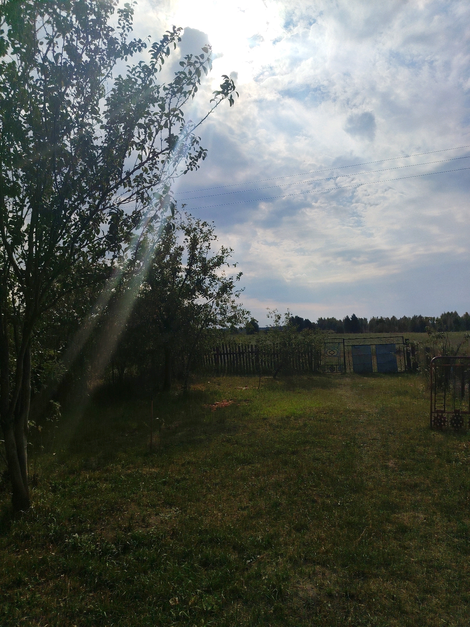 The image depicts an outdoor scene at a rural location, likely within the Бродніцкі сельскі Савет, Belarus, characterized by a grassy yard and a treeline in the background under a cloudy sky. A large tree with dark green leaves dominates the left side of the frame, with sunbeams filtering through its branches and creating dappled light on the grass. In the middle ground, a rustic wooden fence runs horizontally, with a metal gate and two blue panels visible beyond it. The gate appears to be slightly ajar. Further in the background, a dense forest forms a dark, unbroken line against the horizon. A few sparse, low-lying bushes and scattered small, reddish objects are visible in the grass near the fence. A metal structure, possibly a cart or cage, stands on the right side of the image. No people or animals are present in the scene. The overall atmosphere is serene and rural.