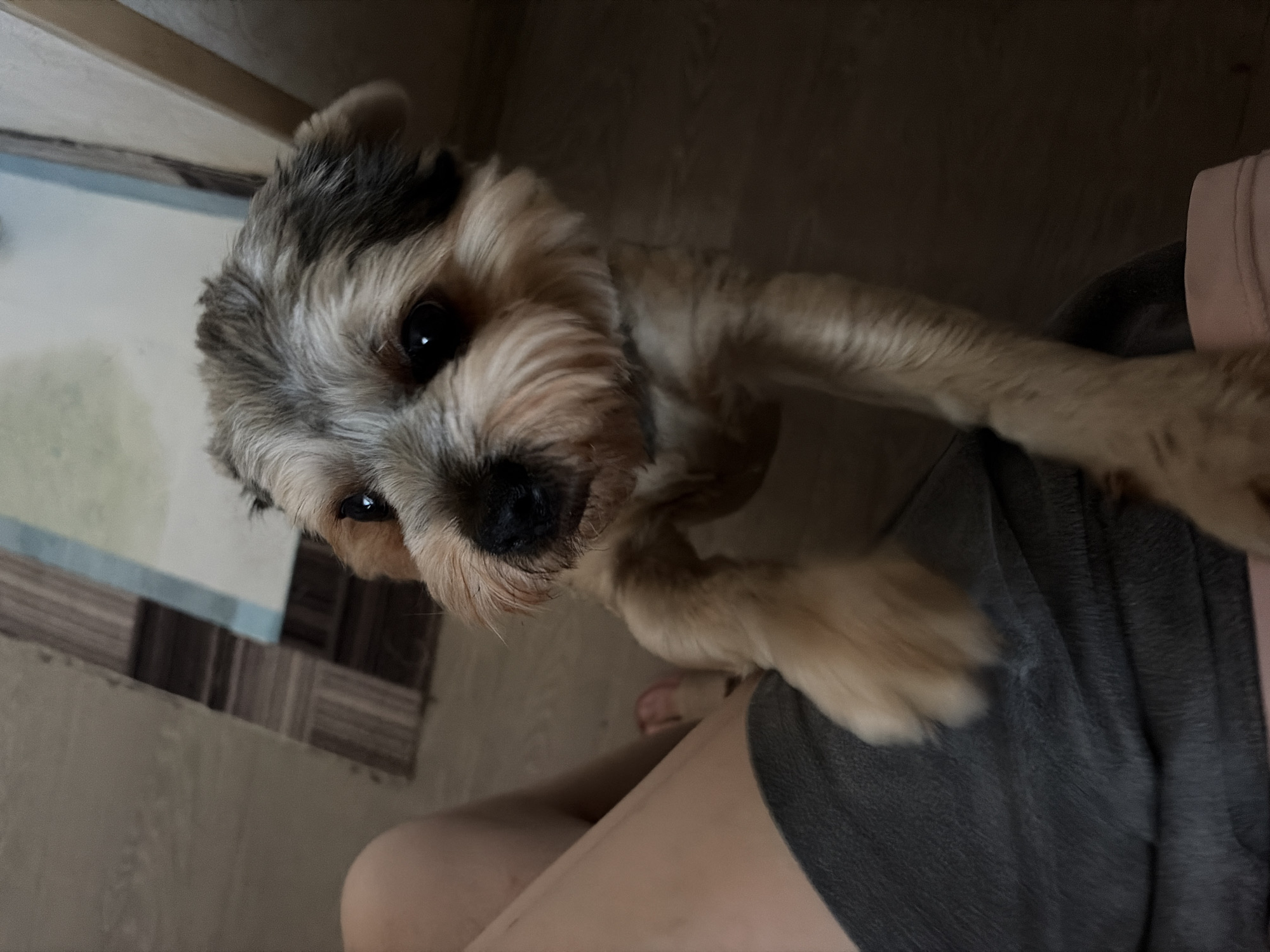 A small, tan and gray dog with dark eyes and a fluffy face stands on its hind legs, paws reaching up towards the camera. The dog is positioned in the foreground, partially obscuring a person's leg covered by a gray garment. The background shows a wooden floor and a patterned mat. The scene appears to be indoors. There is no identifiable information indicating the location in Tambov, Russia.
