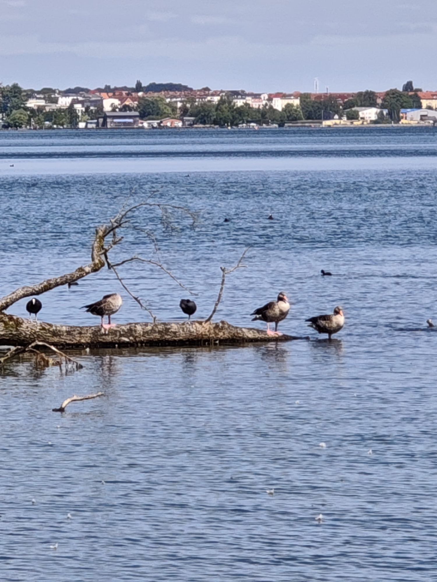 A body of water, likely a lake or a wide river, occupies the majority of the image. In the foreground, a weathered, fallen tree branch lies partially submerged, serving as a perch for several birds. On the left side of the branch, a small, dark bird with a white mark on its head stands. Further along the branch, a larger bird with speckled brown and white plumage and pink legs is perched. To its right, another small, dark bird is positioned. On the right side of the branch, two more speckled brown and white birds are standing, one in the water next to the branch, and the other on the branch itself.
In the mid-ground, several more dark birds are visible swimming in the water. In the background, a cityscape stretches along the distant shore, featuring a mix of buildings with red-tiled roofs and lighter-colored facades, interspersed with green trees. The sky above is a pale blue with some scattered clouds. The water is a deep blue, rippled by a gentle breeze. The overall scene suggests a natural environment integrated with an urban setting. This scene is likely located on the western edge of Schwerin, Germany, potentially along the Schweriner See, given the presence of the cityscape in the background and the type of water body depicted.