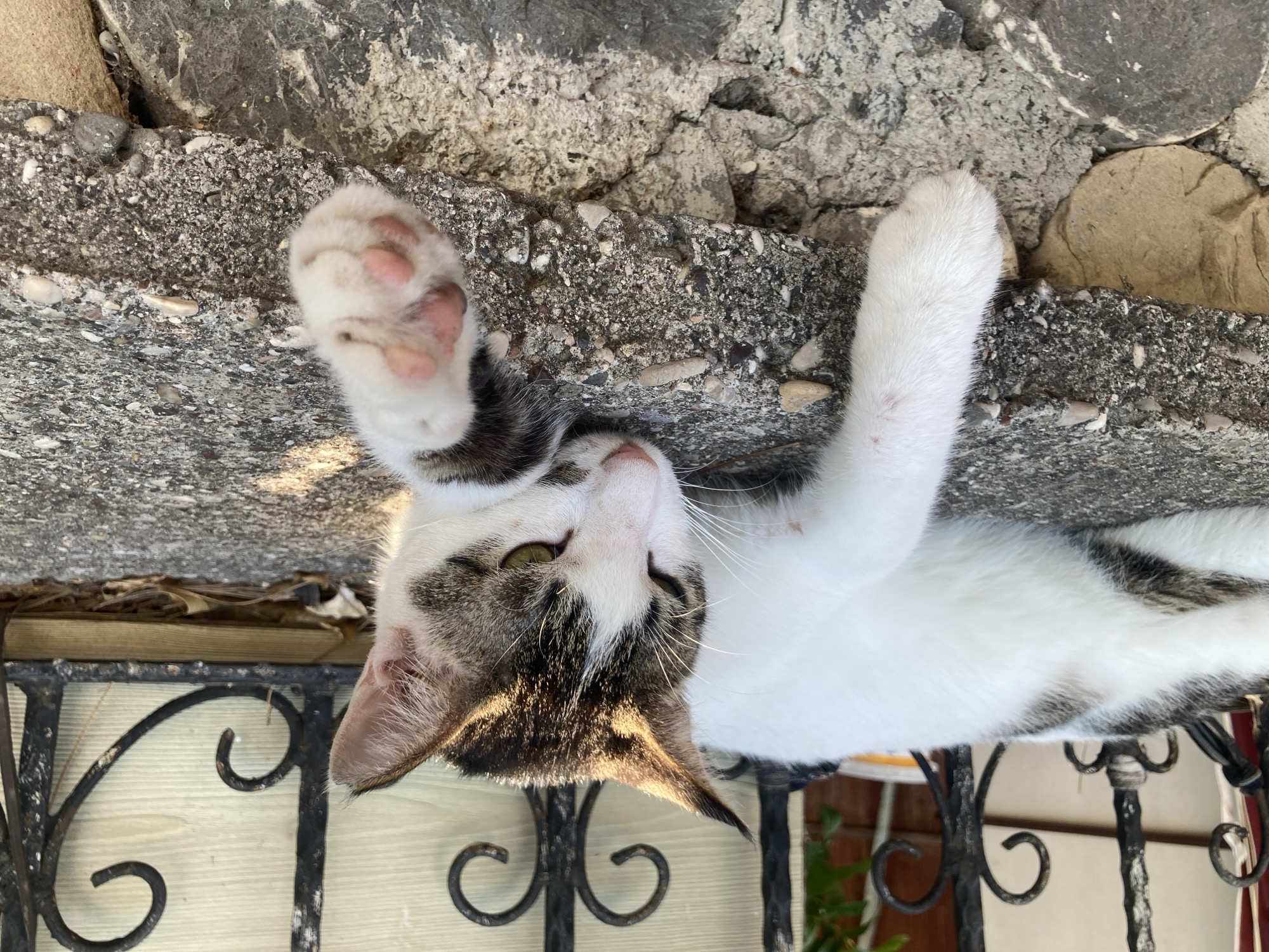 A white and brown tabby cat is lying on a concrete ledge in Kemer, Turkey. The cat is resting on its side with its head lowered and eyes partially closed. Its left paw is extended forward, and its right paw is tucked beneath its body. The cat's fur is a mix of white with dark brown and black tabby markings on its head, back, and tail. The concrete ledge is rough and textured, with small pebbles and rocks embedded in it. Behind the cat, a decorative black metal fence is visible, with a wooden wall or fence behind that. The lighting suggests it is daytime, with sunlight casting shadows on the cat and the ledge. The surrounding environment appears to be outdoors, possibly in a garden or courtyard.