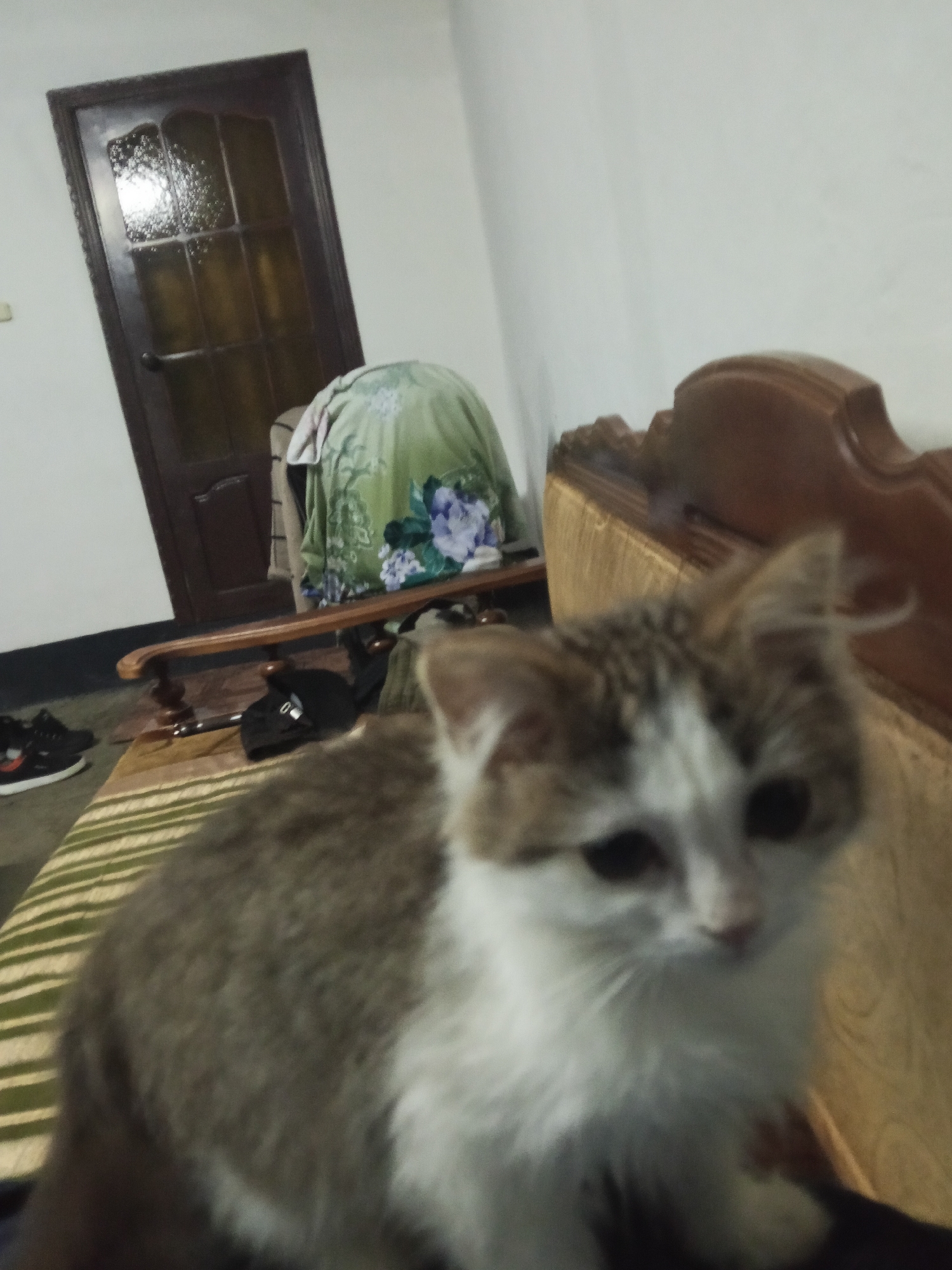 A domestic cat is sitting on a striped cushion on a wooden chair. The cat is grey and white and appears to be a kitten. In the background, there is a wooden door with a glass panel, a green cloth with a floral pattern, and two pairs of sneakers. The scene appears to be indoors. The location of Urus-Martan, Russia is not depicted in this image.