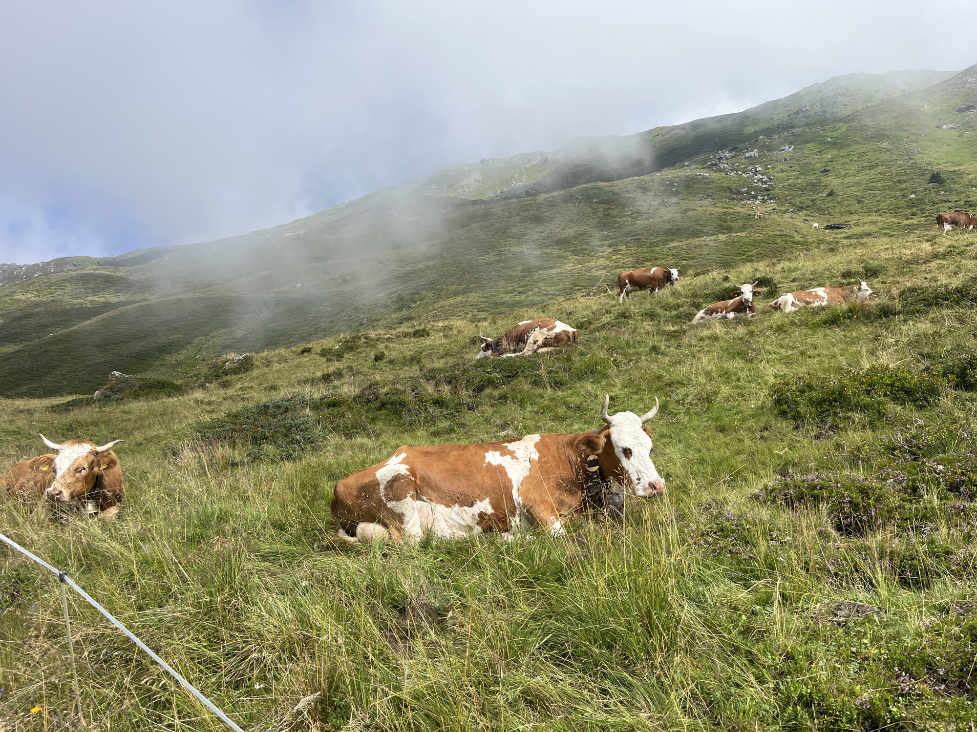 A herd of cows graze on a grassy mountainside in Hippach, Austria. In the foreground, a brown and white cow lies in the grass, facing the viewer with its head raised. To its left, another brown and white cow stands, also facing the viewer. In the middle ground, several more cows are scattered across the slope, some lying down and some standing. The background shows a steep, green mountain covered in patches of rocks and shrouded in mist. The sky is overcast.