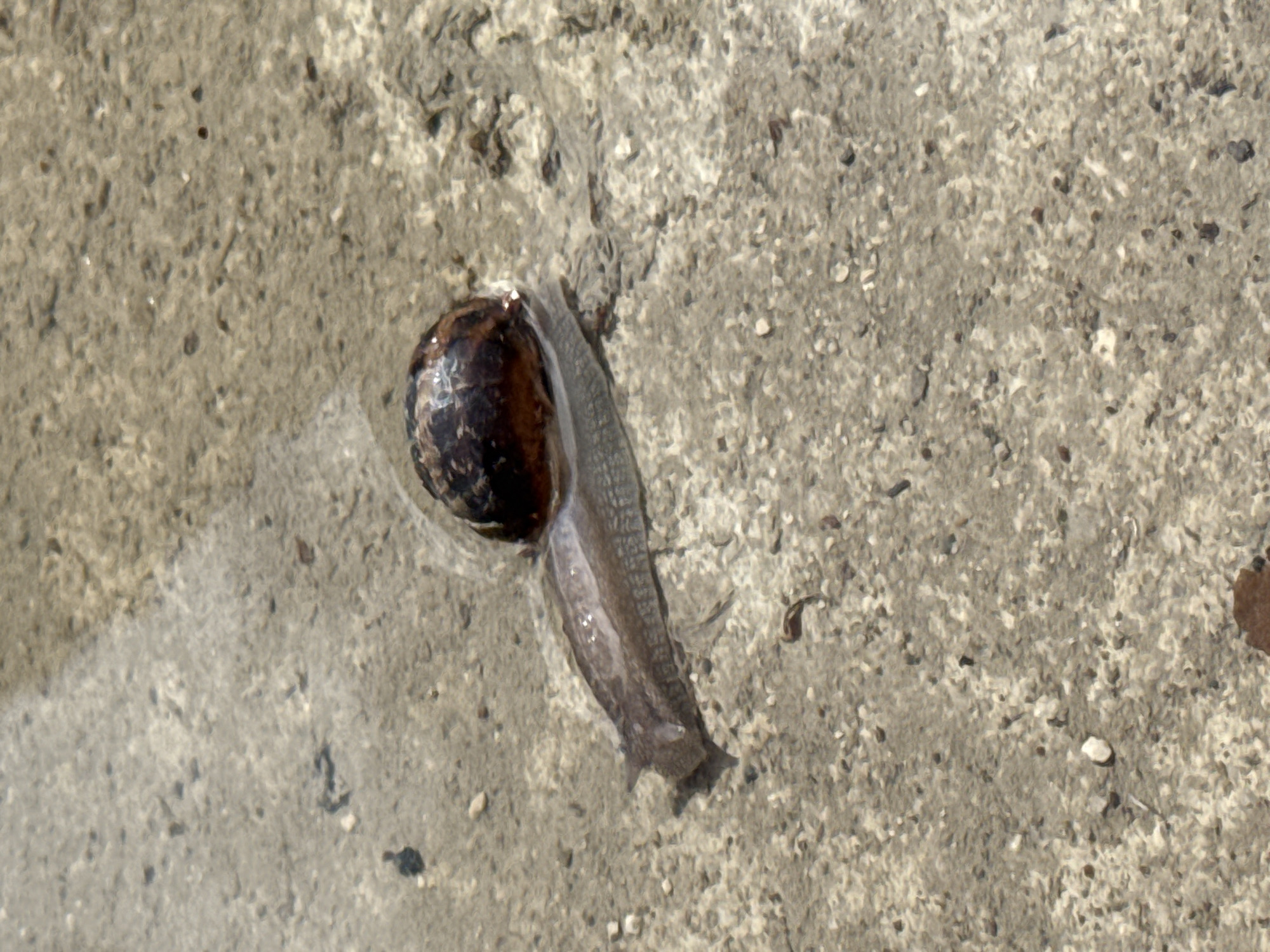 A snail with a dark brown shell partially submerged in shallow water, affixed to a rough, grey concrete surface. The setting is outdoors, likely in an urban environment. The image appears to be taken at ground level, possibly in the city of Budva, Montenegro. The background is a textured concrete surface. There are no people present.