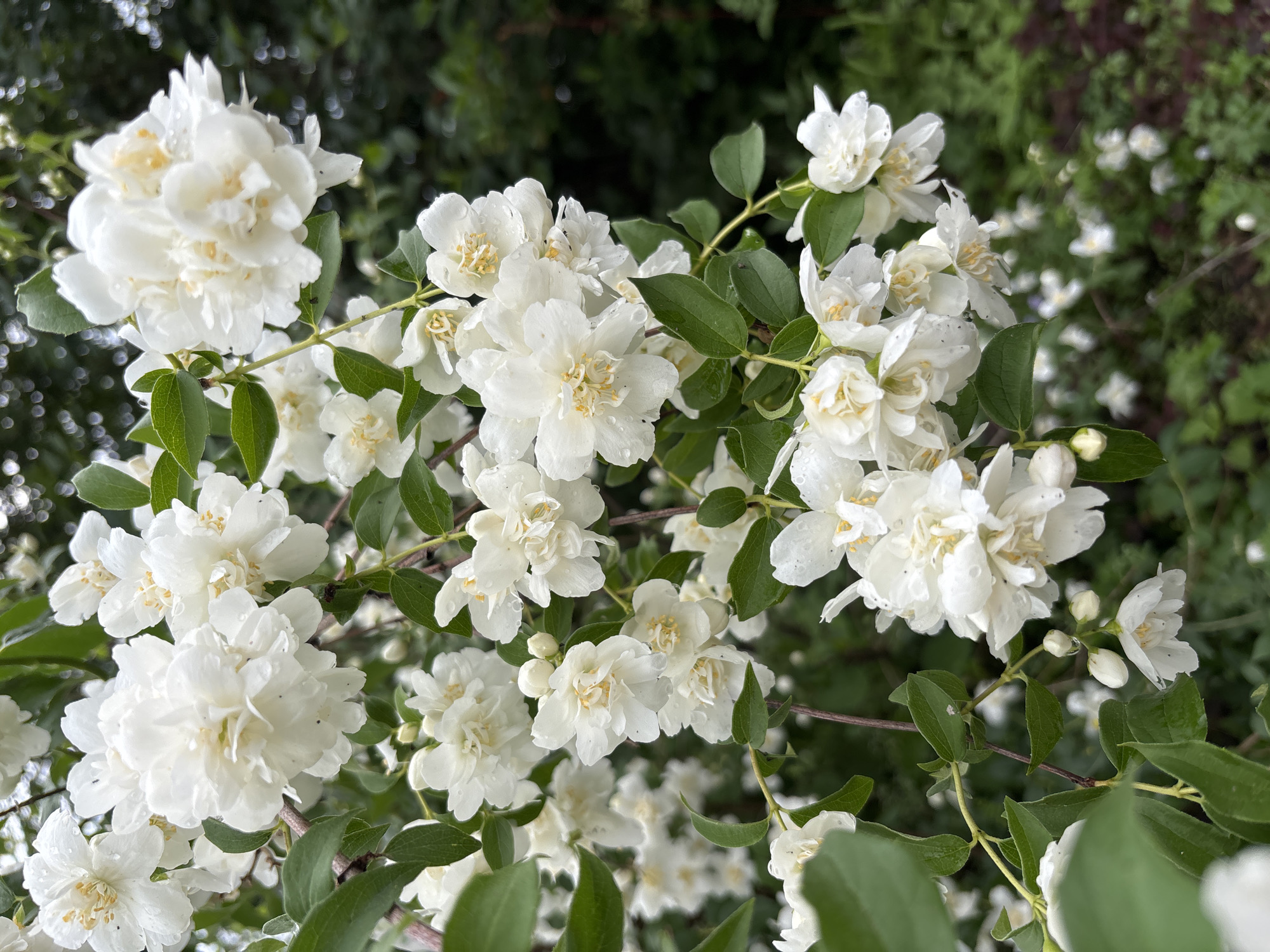 The image is a close-up, vertical shot of a bush with numerous white, multi-petaled flowers, likely mock orange blossoms, clustered on branches with green leaves. Some of the flowers have yellow stamens visible at their centers. Small droplets of water are present on the petals and leaves, suggesting recent rain or dew. The background is a blur of dark green foliage and hints of other white flowers, indicating a garden or natural setting. The scene is peaceful and natural, focusing on the delicate beauty of the flowers. No people or specific landmarks in the city of Кордово, Russia are visible in this image.