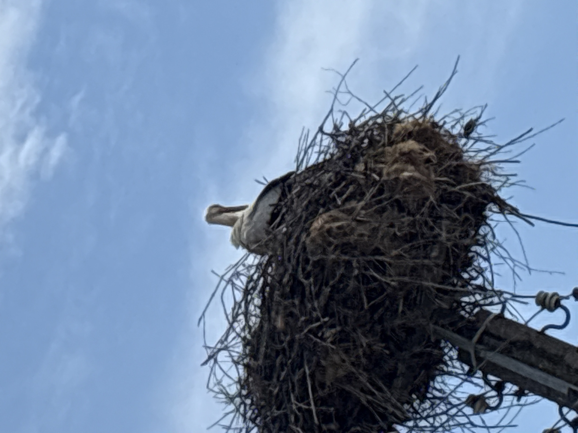 A low-angle shot depicts a large bird's nest atop a utility pole. The nest is constructed from twigs, branches, and miscellaneous debris. A white stork is resting within the nest. The sky is light blue. The location is Biaga, Bulgaria.