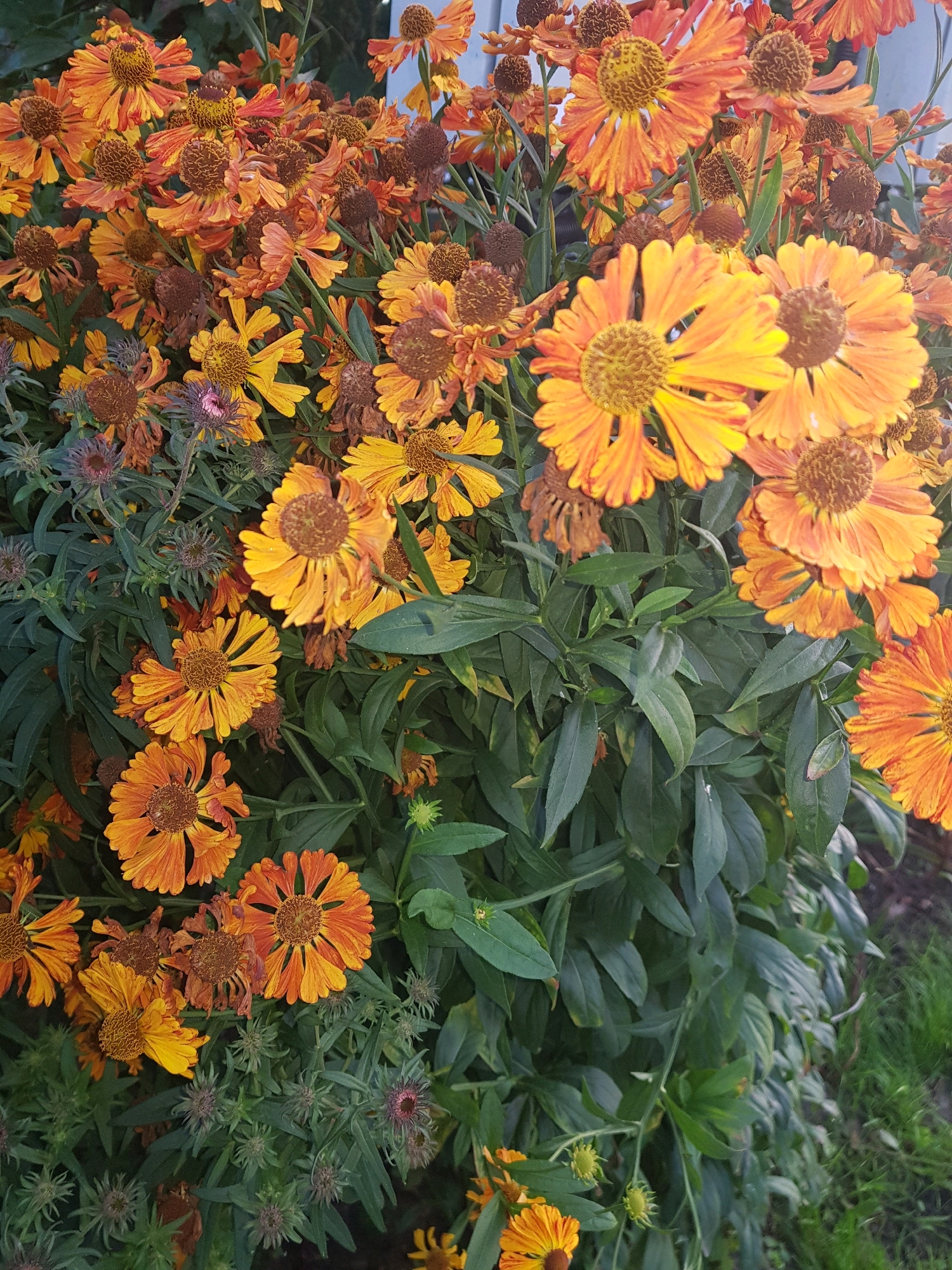 This image is a close-up shot of a cluster of helenium flowers, commonly known as sneezeweed, in a garden setting. The flowers exhibit a vibrant range of orange and yellow hues, with some petals appearing slightly wilted or dried, indicating a late-blooming season. The central disks of the flowers are dark brown and textured. Lush green foliage forms a dense backdrop to the blooms, with some areas of dry, brown leaves interspersed. The ground beneath is partially visible, showing a mixture of soil and green grass. A hint of what appears to be a white fence or structure is visible in the upper right corner of the image. The scene depicts a natural outdoor environment, likely a garden or park within the Пярэжырскі сельскі Савет, Belarus, during daylight hours. There are no people or animals visible in the frame.