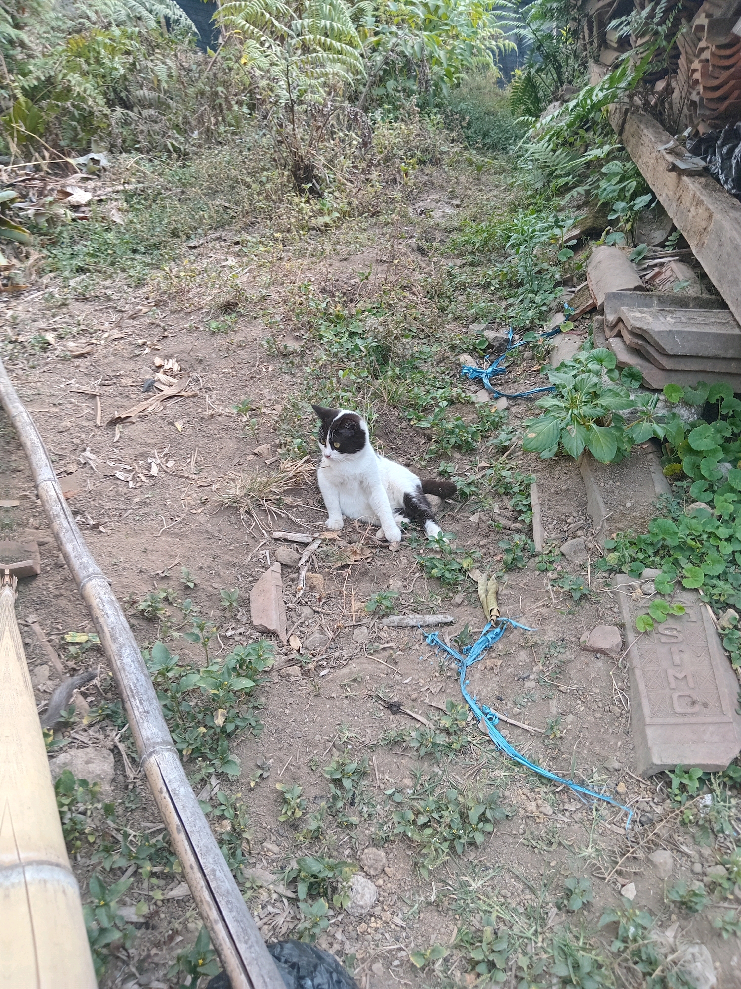 In Claket, Indonesia, a black and white cat sits on a dirt path surrounded by overgrown vegetation. A large bamboo pole lies horizontally to the left of the cat, and a stack of terracotta roof tiles is visible to the right. Blue rope is scattered on the ground near the cat and among the plants. The environment appears to be an outdoor, possibly rural, setting with a mix of natural elements and discarded materials.