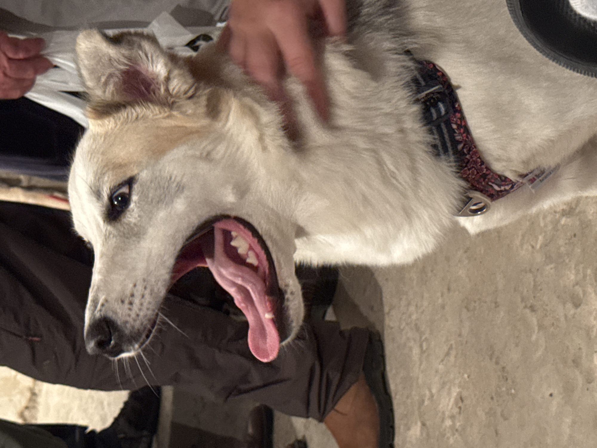 A close-up, indoor shot depicts a tan and white dog with its mouth open and tongue extended. A person's hand is seen petting the dog's head. The dog is wearing a collar with a floral pattern. A portion of a person's leg and shoe can also be seen in the frame. The background appears to be a concrete floor. The location is Ramat Gan, Israel.