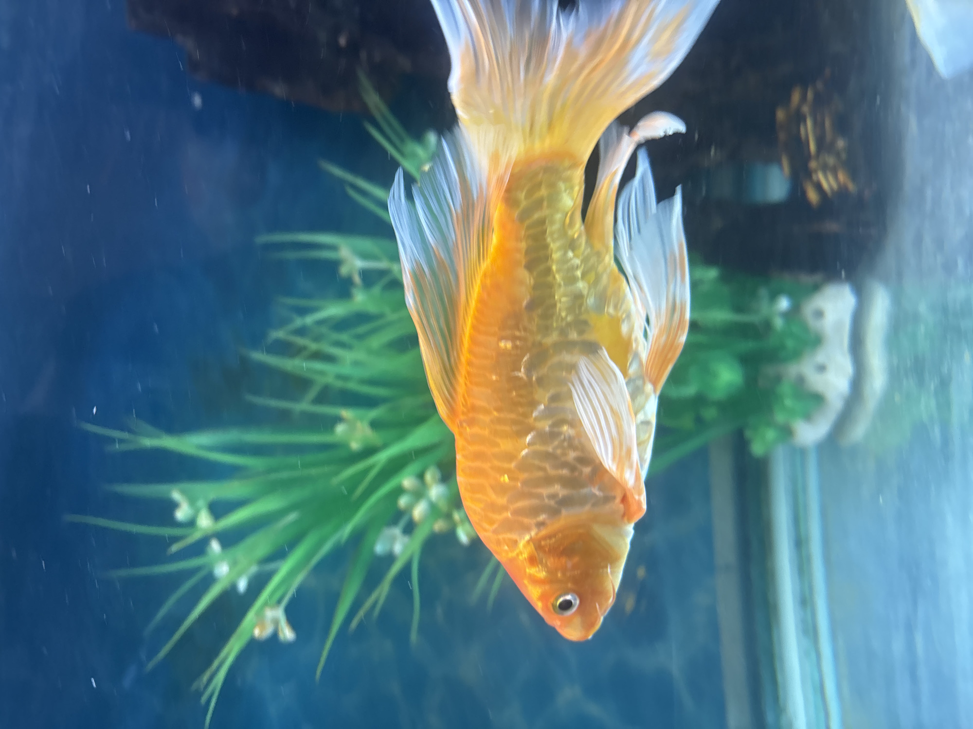 A bright orange goldfish swims to the left in an aquarium. The fish has white fins that are translucent and delicate. It is surrounded by a blue background, with a green plastic plant and a dark object to the right. The water is clear, and there are small bubbles visible. The image is a close-up, high-angle shot.