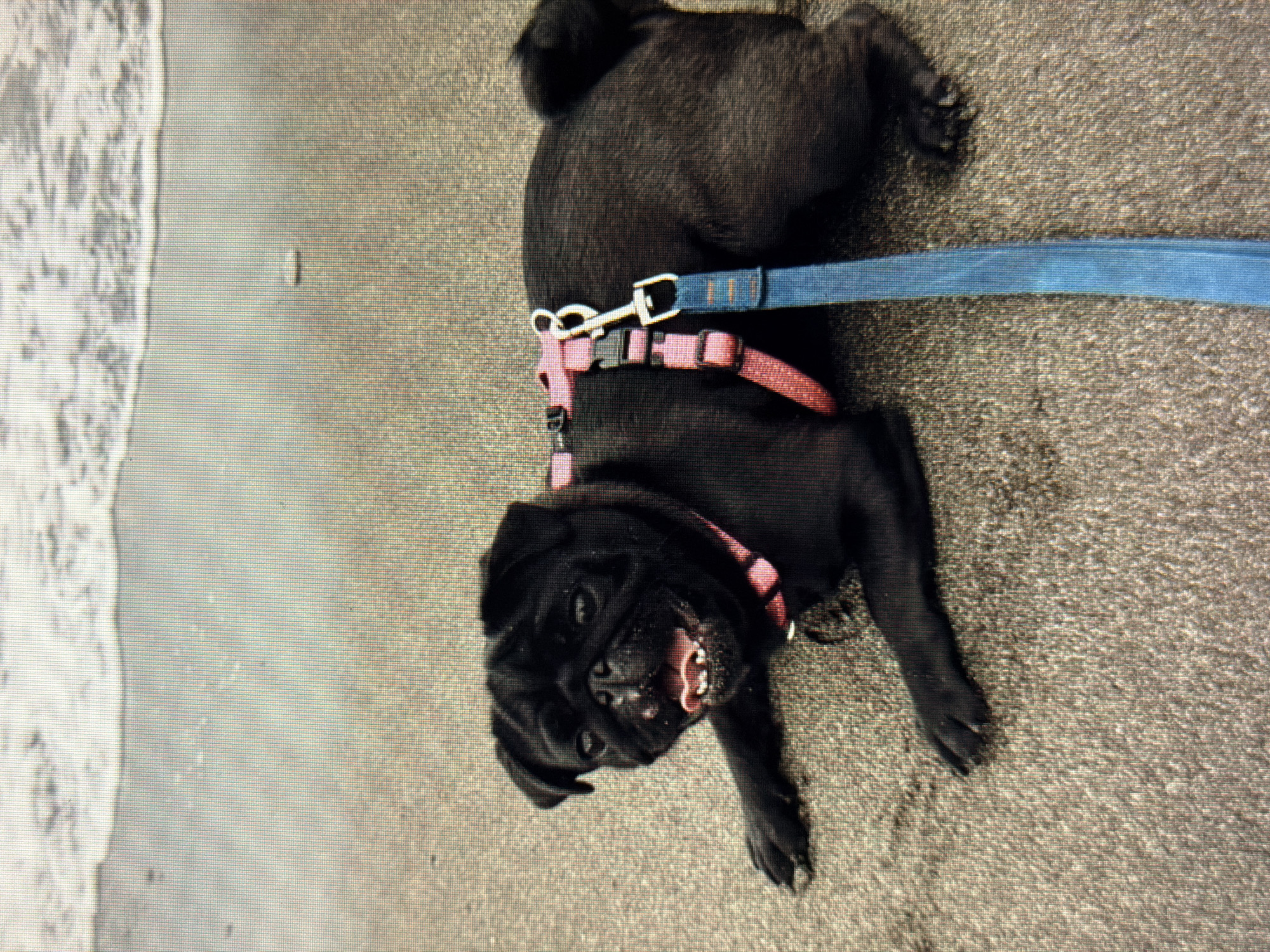 This image features a black pug dog lying on a sandy beach with a body of water, likely the ocean, to its left. The pug is wearing a pink harness and a blue leash, which is attached to the harness. The dog appears relaxed and is looking towards the camera with its mouth open, possibly panting or showing excitement. The sand is a light brown color and the water is a light white, suggesting it is a bright day. There is no visible text in the image. The scene is a beach, and the activity is a dog resting on the sand, likely during a day out at the beach. The overall mood is casual and peaceful.