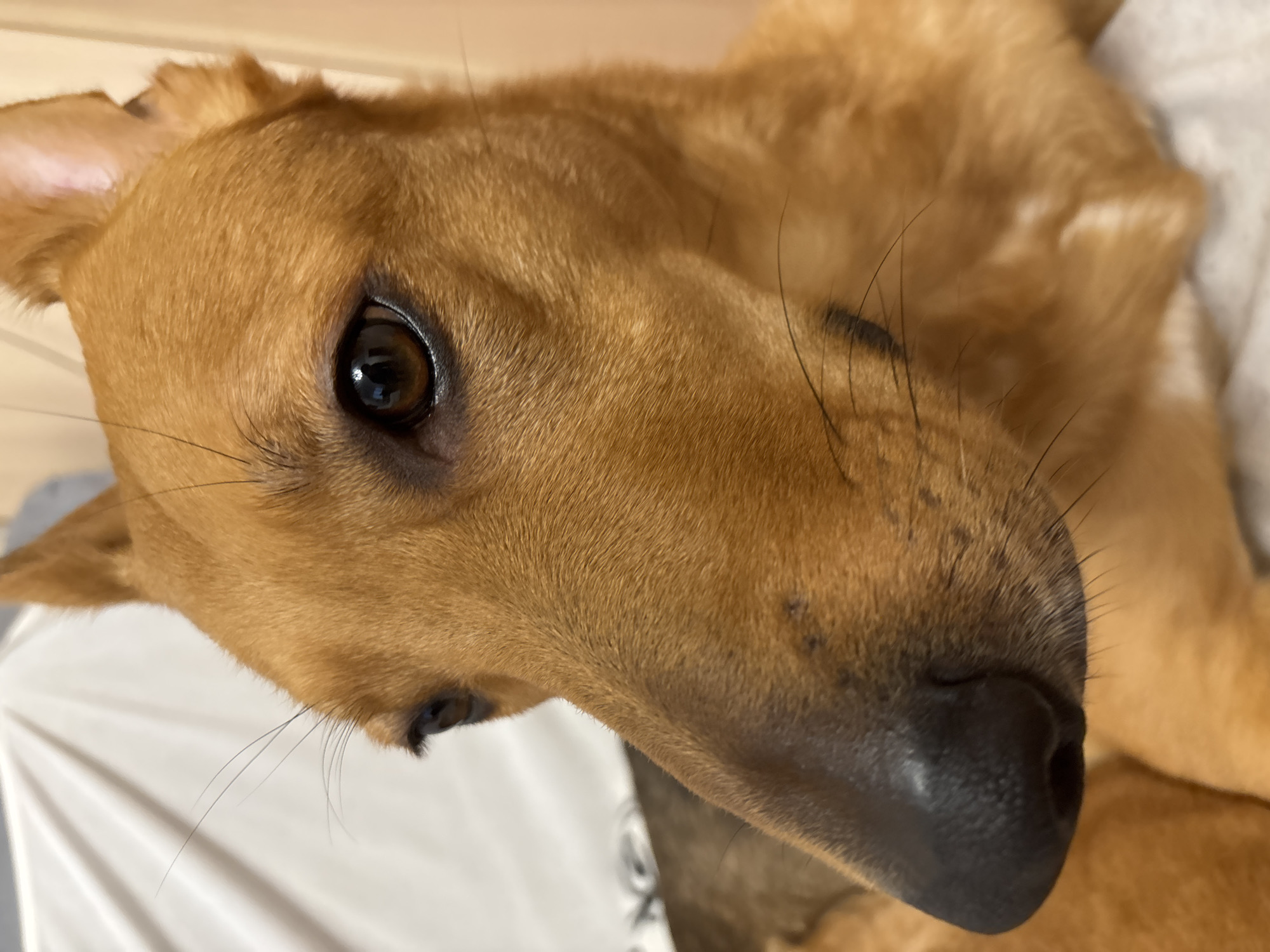 The image is a close-up shot of a light brown dog's face. The dog's left eye is visible, a dark brown iris reflecting light. The dog's nose is prominent, dark and wet-looking. Several long, dark whiskers extend from the dog's muzzle. The dog's fur is short and uniformly colored. The background is blurred, showing a white, textured surface on the left and a light brown, textured surface on the right, suggesting an indoor environment. There is no identifiable location in Saint Petersburg, Russia, present in the image.