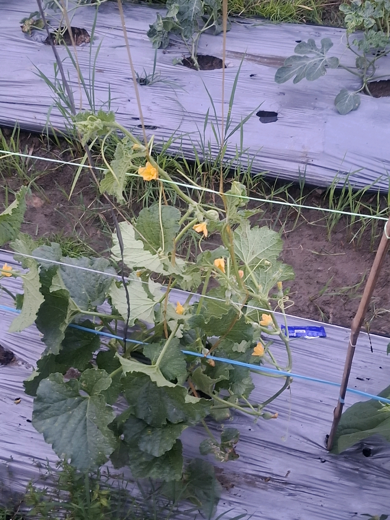 The image depicts a close-up view of a plant with yellow flowers and large green leaves, growing in a field. The plant is supported by bamboo stakes and strings. The ground is covered with black plastic mulch, with some grass and dirt visible. In the background, other plants and more black plastic mulch are visible. There are no people or animals present in the image. The scene appears to be a farm or agricultural setting. The location is identified as Gronggrong, Indonesia.