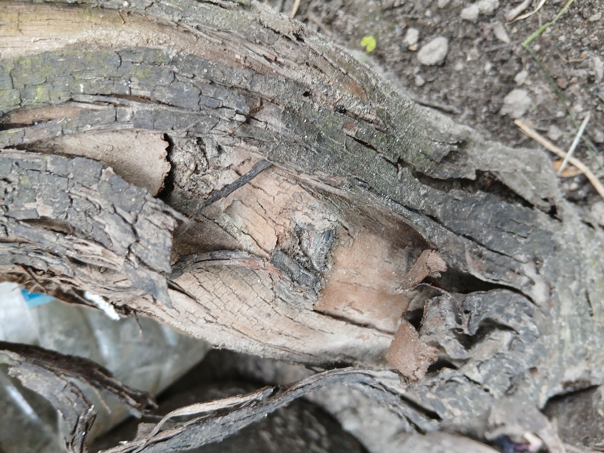 The image is a close-up shot of the damaged trunk of a tree, likely located in Kholosne, Ukraine. The bark is severely cracked and peeling, revealing the rough, woody interior. Some fragments of bark are hanging loose from the trunk. The tree appears to be in a state of decay or has suffered damage. The ground around the base of the trunk is visible, consisting of soil, small stones, and dry plant debris. In the background, a blurred object, possibly a plastic container, is present. There are no people or animals visible in the image.