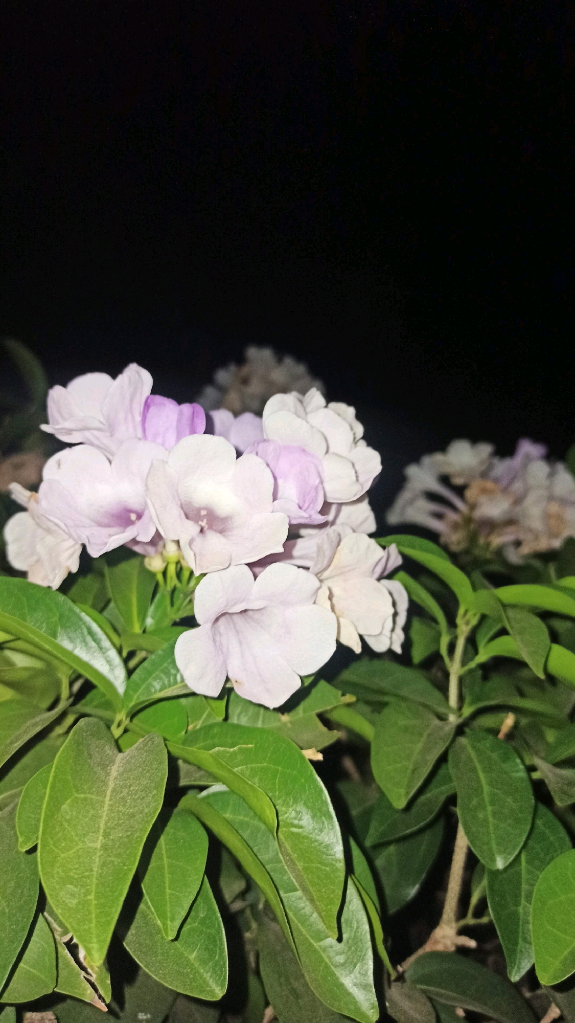 The image shows a close-up view of light purple and white flowers with green leaves against a dark background. The flowers are clustered together, and some of them have a lighter purple hue near the center. The leaves are broad and have a slightly waxy appearance. The background is entirely black, suggesting the photograph was taken at night or in a dimly lit environment. There are no people or specific city landmarks visible. The scene appears to be a natural setting, possibly a garden or a park.