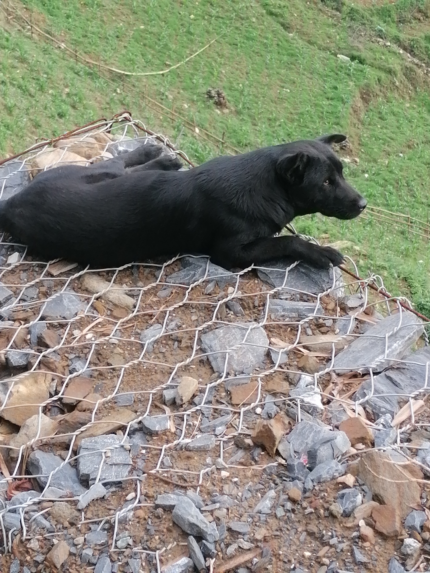 The image features a black dog resting on a rugged surface, predominantly composed of rocks and dirt, overlaid with a white, hexagonal wire mesh. This mesh appears to be part of a gabion structure, possibly for erosion control or a retaining wall. The dog is lying down, facing towards the right side of the frame, with its head slightly raised and an alert, calm expression, observing something outside the frame. Its fur is short and uniformly black.
In the background, a verdant green hillside slopes upwards, covered in sparse vegetation, suggesting a mountainous or rural setting. The lighting indicates it is daytime, with soft, diffused light rather than direct harsh sunlight, implying an overcast sky or a shaded area. There are no people visible, nor any discernible text. The scene conveys a sense of quiet observation in an outdoor, natural environment, consistent with the provided location context of Sa Pa Ward, Vietnam, known for its mountainous terrain.