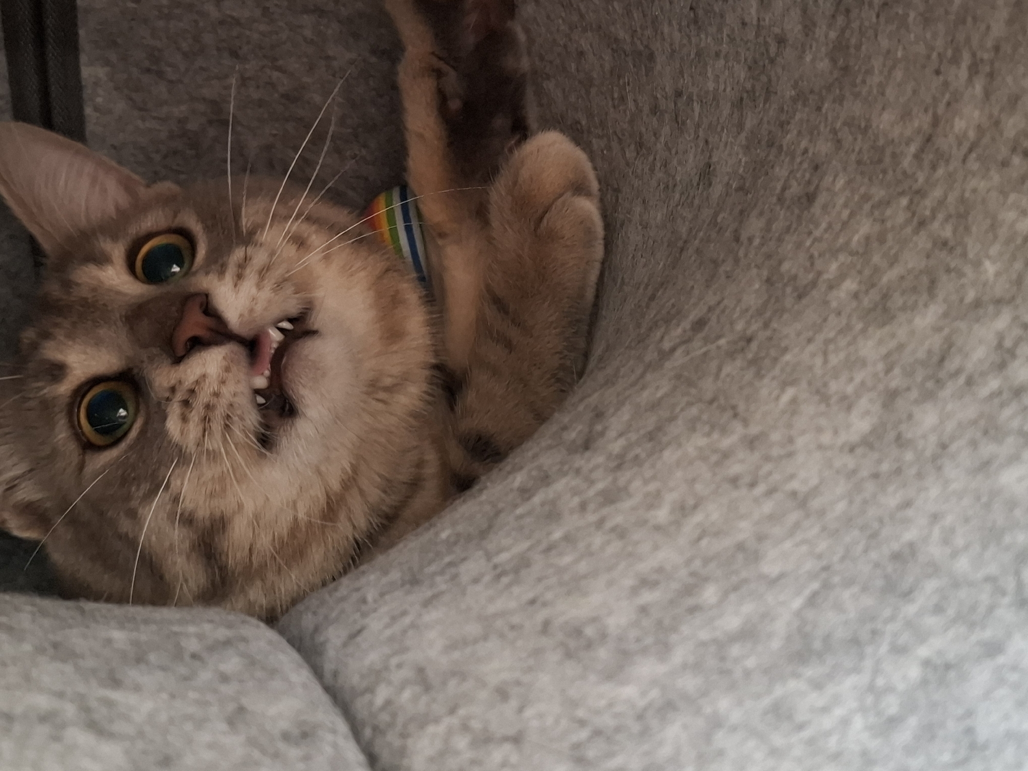The image displays a close-up, horizontal view of a domestic cat positioned within a textured, gray enclosure or bedding. The cat exhibits light brown and tan tabby fur with darker stripes. Its head is prominent, featuring widely dilated, round eyes with amber-green irises and vertically elongated pupils, contributing to a startled or alert expression. Its mouth is slightly open, revealing prominent upper and lower canine teeth (fangs) and several smaller incisors. A pink tongue is partially visible and slightly curled. Long, white vibrissae (whiskers) extend outwards from its muzzle. A collar with horizontal rainbow stripes (red, orange, yellow, green, blue) is visible around its neck. The cat's body is partially obscured on the left by a thick, light gray, soft material, possibly a blanket or the side of a pet bed. The cat rests on a similar light gray, fleecy or knitted surface. A single front paw, with visible fur texture, is extended onto this surface. The background to the right of the cat is a darker, mottled gray texture, consistent with upholstered furniture or the interior of a fabric structure. There are no human subjects present. The image does not provide any identifying information regarding its geographical location within Zemun Urban Municipality, Serbia, or any other specific city or region.