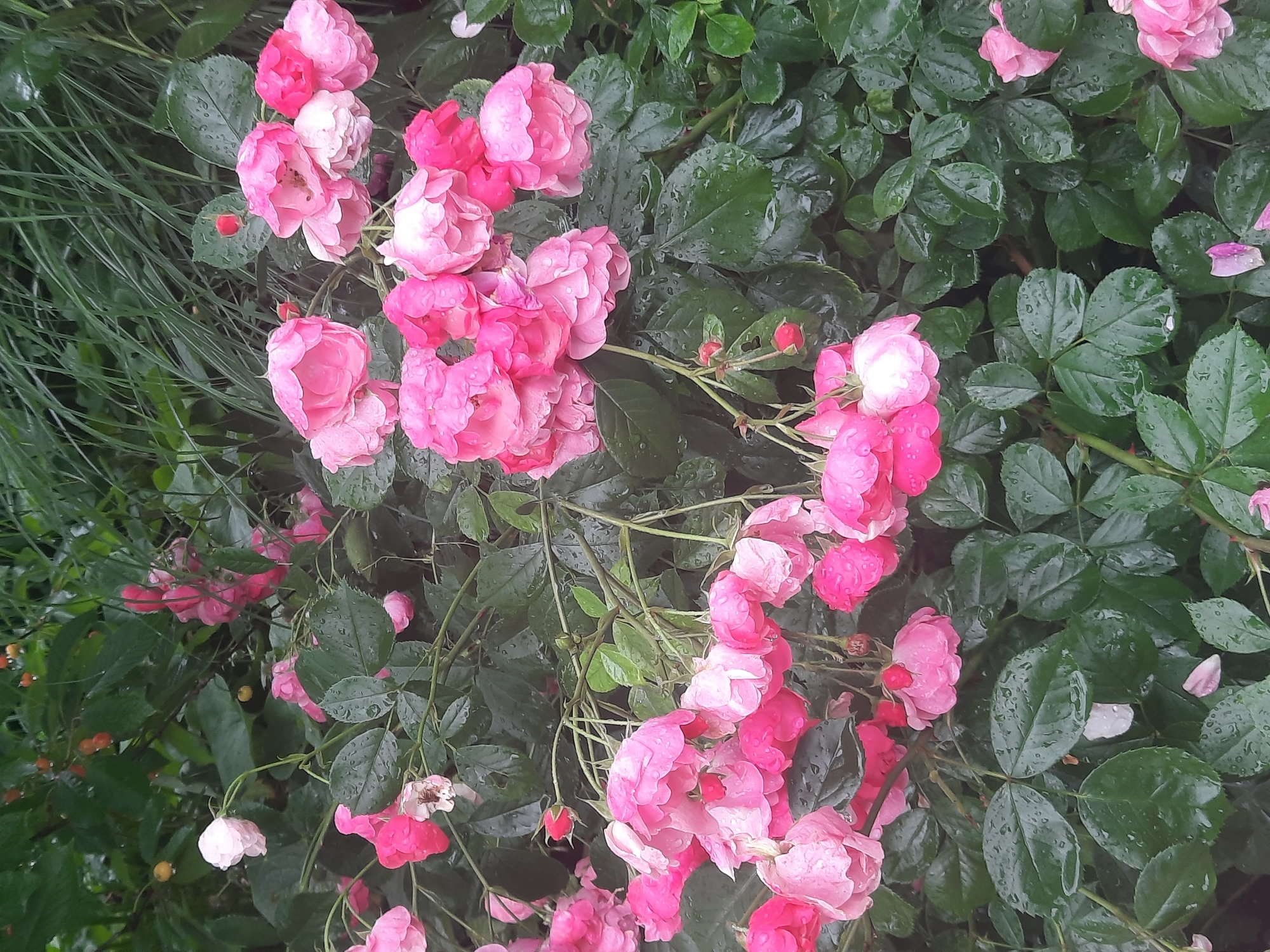 This is a close-up, eye-level photograph of a cluster of pink roses with water droplets on their petals, suggesting recent rain. The roses are of varying degrees of bloom, with some buds and fully opened flowers. They are set against a backdrop of dark green, wet leaves and some blurred green foliage in the upper background. A few small, red berries are also visible in the upper portion of the image, intermingled with the leaves. The overall impression is one of a garden or natural setting, possibly after a shower. There are no people or animals visible in the image. The lighting is overcast, contributing to the muted colors and the reflective sheen of the water droplets.