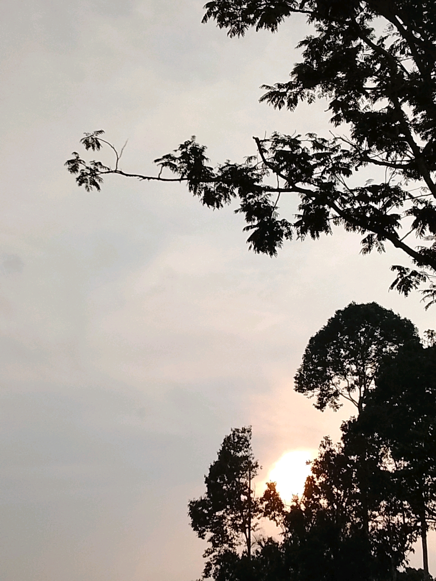 The image depicts a silhouetted view of trees against a muted sky, with the sun peeking through the branches. The foliage creates a dark, intricate pattern against the pale backdrop. The sun is partially obscured, casting a soft, diffused light that suggests either early morning or late afternoon. No people or specific landmarks are visible. The scene appears to be an outdoor environment, likely a natural setting, given the prominent presence of trees. The subdued lighting and absence of any activity contribute to a tranquil, almost serene atmosphere.