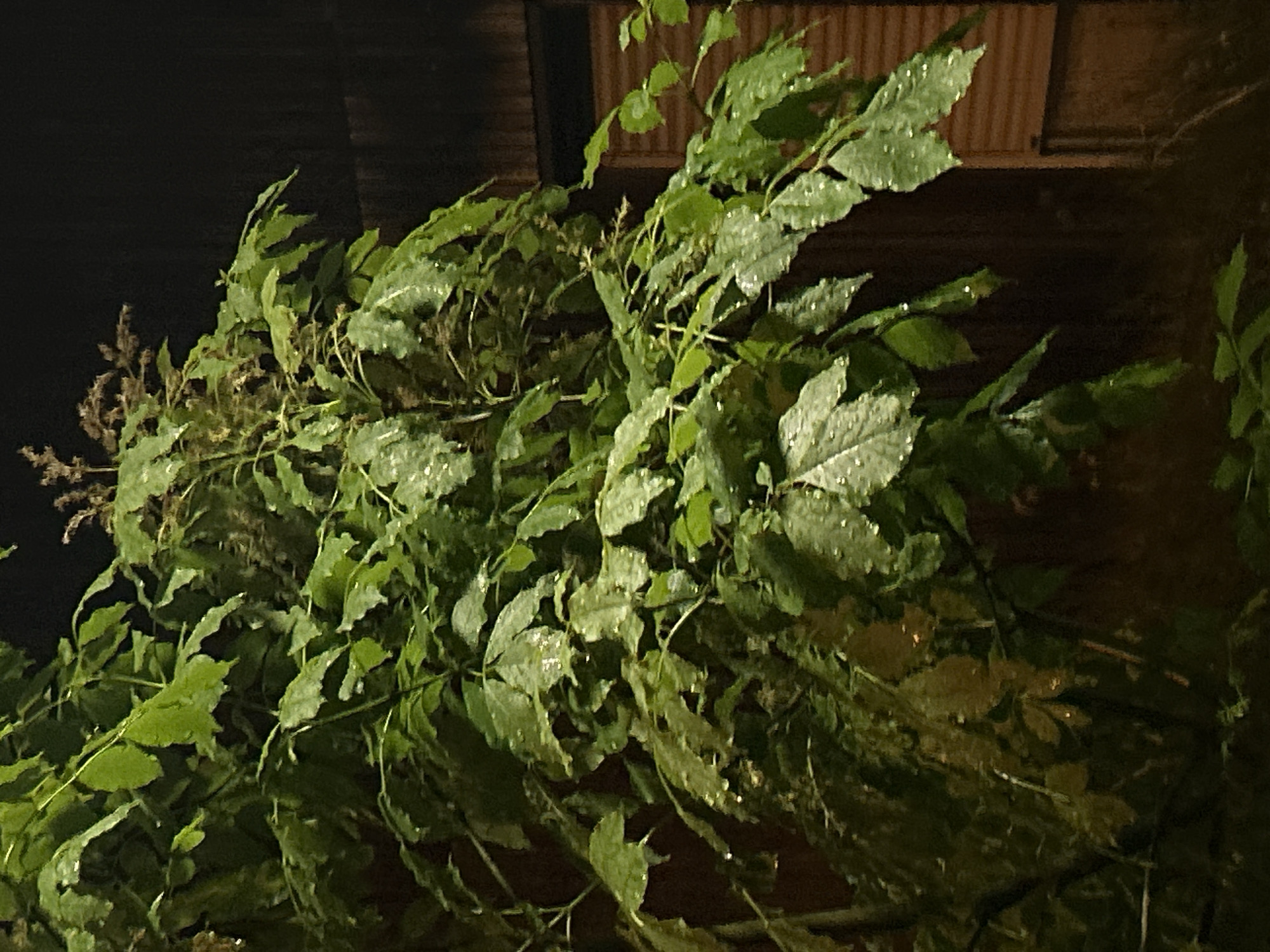 The image shows a close-up view of a plant with green leaves, possibly a wisteria or a similar vine, with what appears to be raindrops or condensation on the leaves. The background is dark, suggesting it is either nighttime or the location is shadowed. In the upper part of the image, there is a glimpse of a structure that looks like the exterior of a building with a corrugated metal or similar siding. It is difficult to provide a definitive location within Strasbourg, France, without additional context or landmarks.