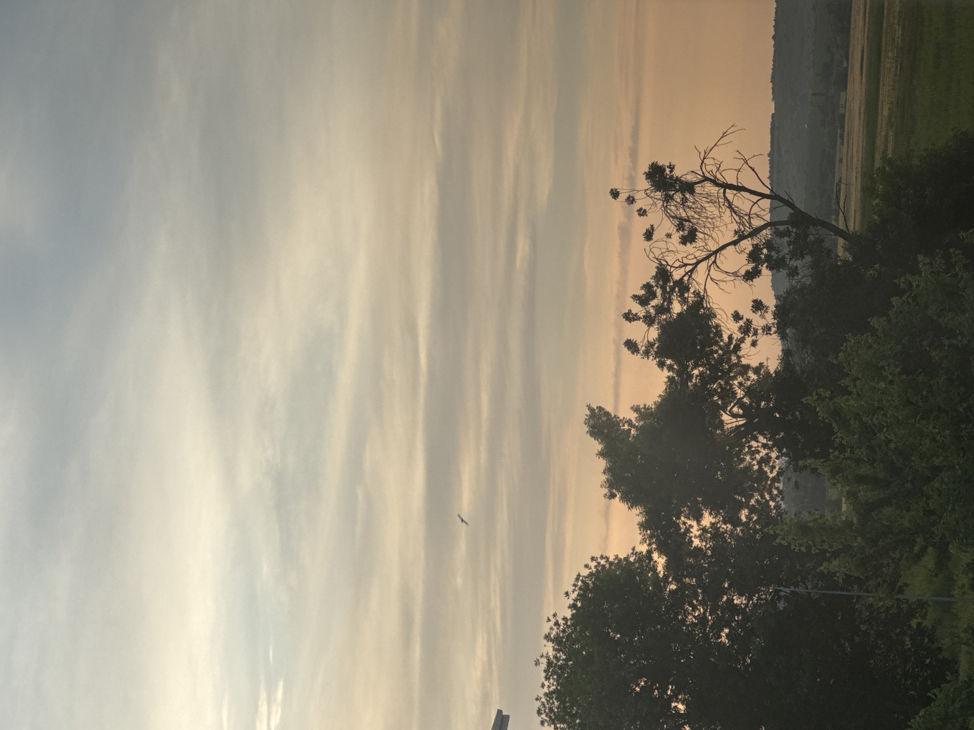 The image depicts a rural landscape at sunset. A bird is flying in the soft, pastel sky, which is streaked with thin clouds. In the foreground, silhouetted trees with lush green foliage obscure the lower portion of the scene. A single, bare tree with delicate branches stands out against the horizon. In the distance, rolling hills and a field of grass are visible. The overall atmosphere is serene and tranquil. The location is identified as Mikhaylovsk, Russia. There are no people or any discernible human activity in the image.